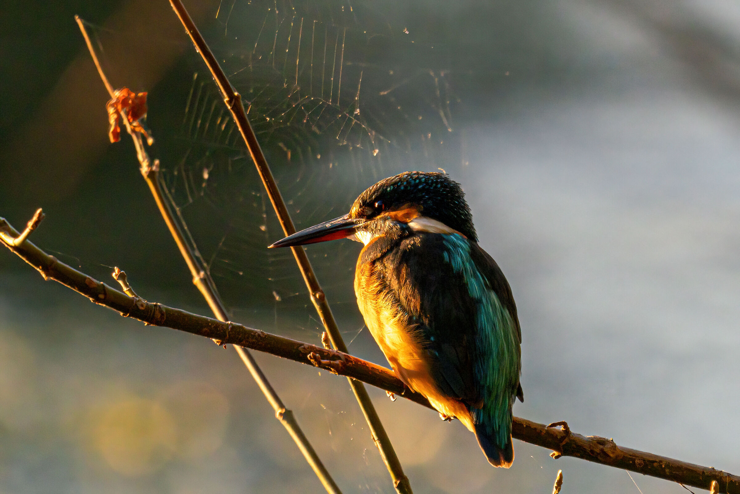 Martino in un tramonto d'inizio autunno