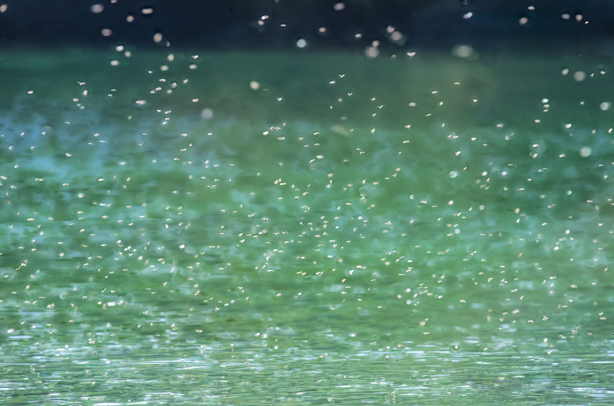 Volo nuziale a pelo d'acqua