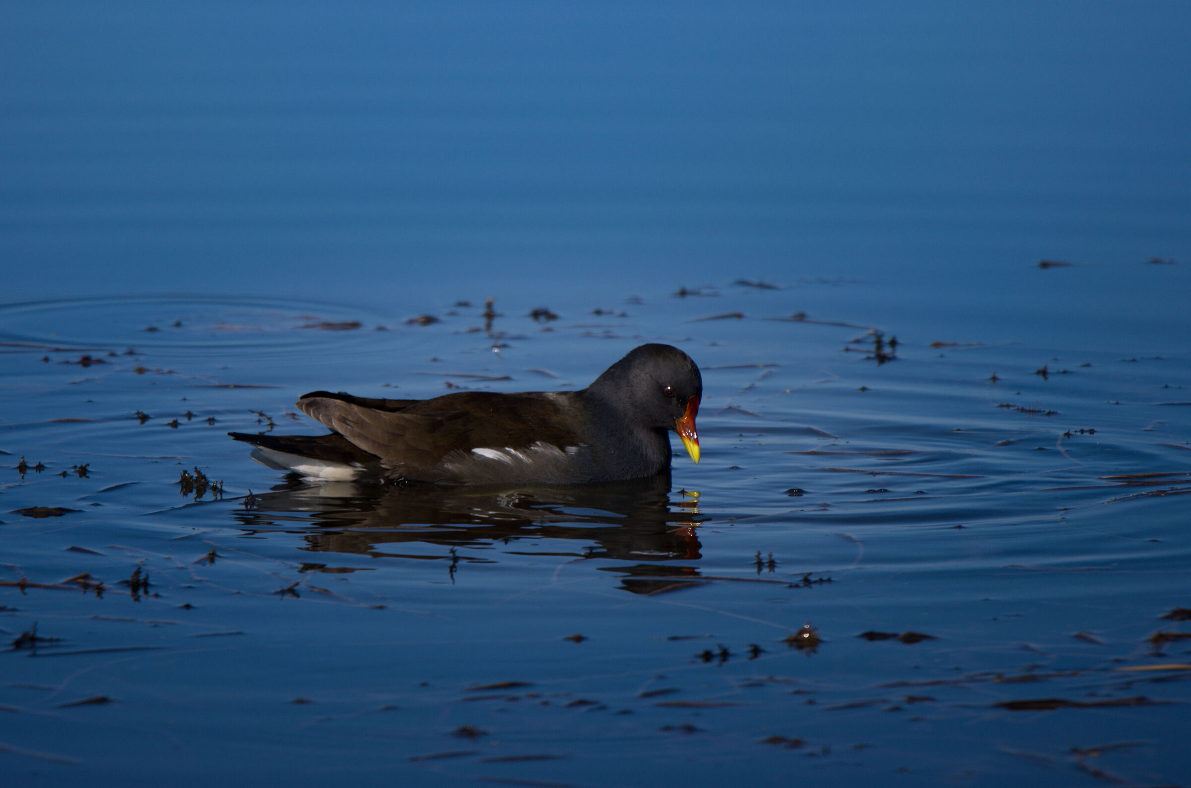 Moorhen