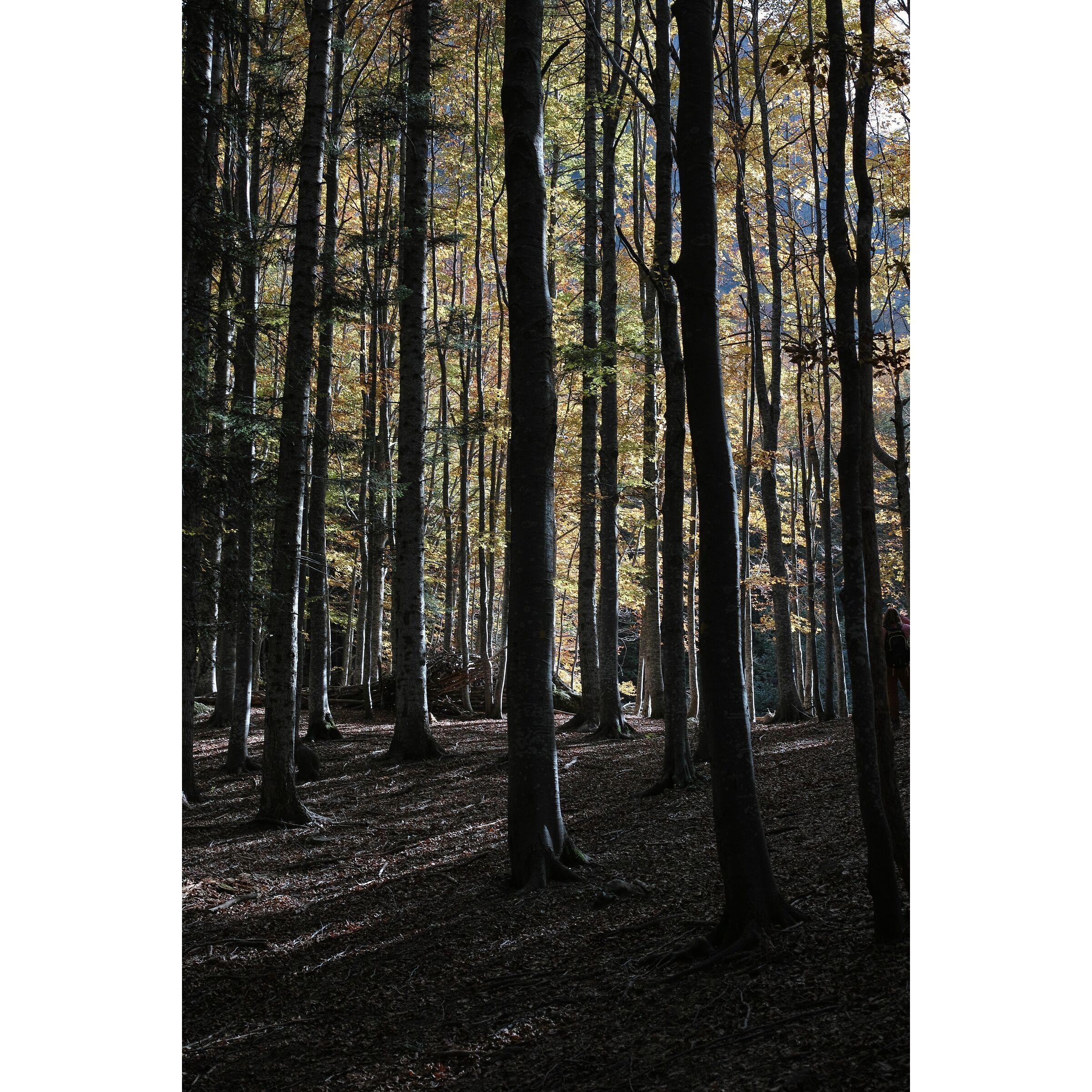 Untitled Photo