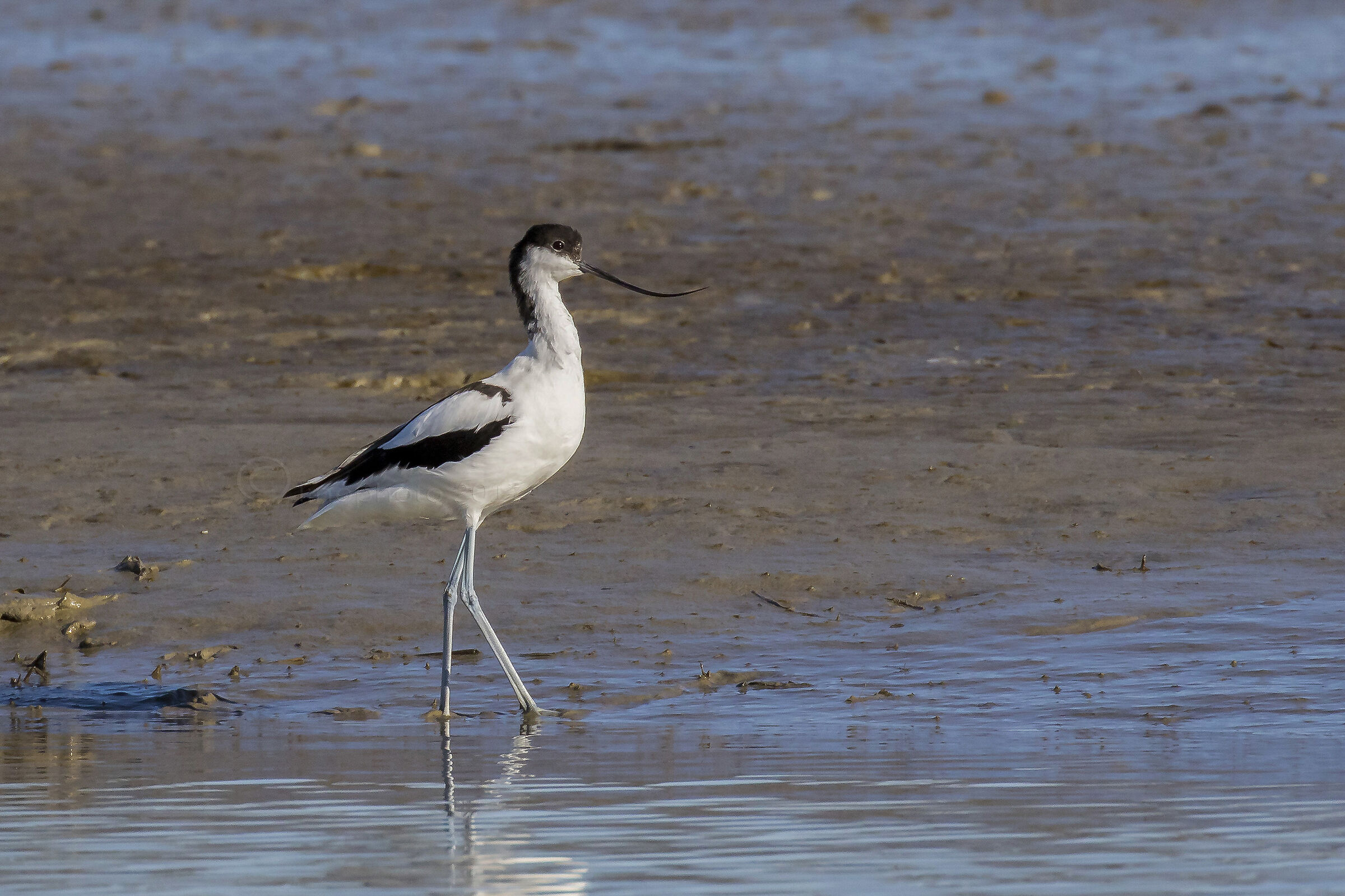 Avocetta