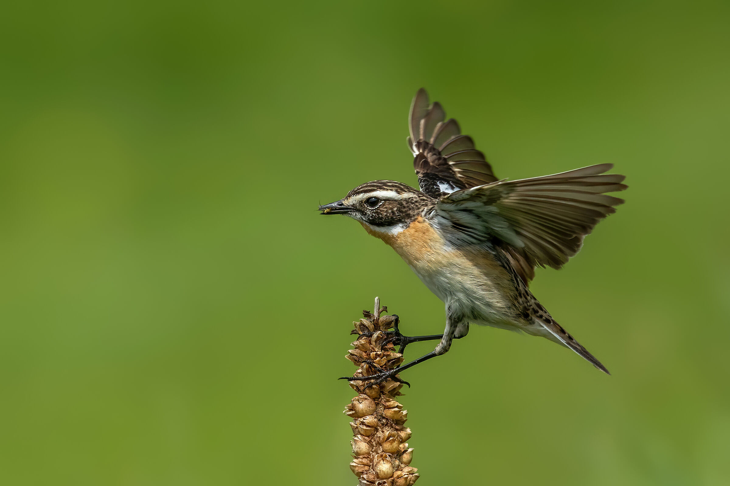 Whinchat