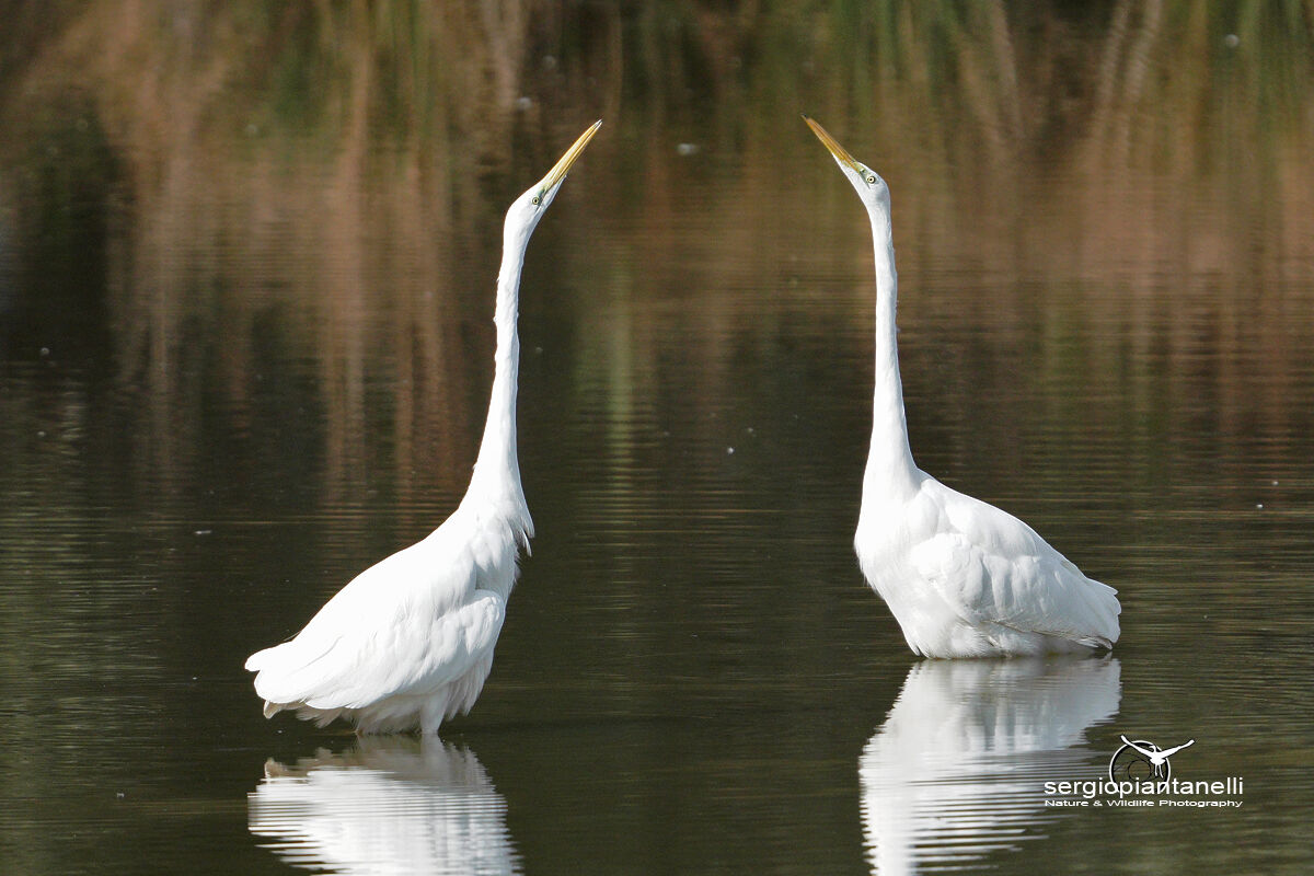 Airone bianco maggiore