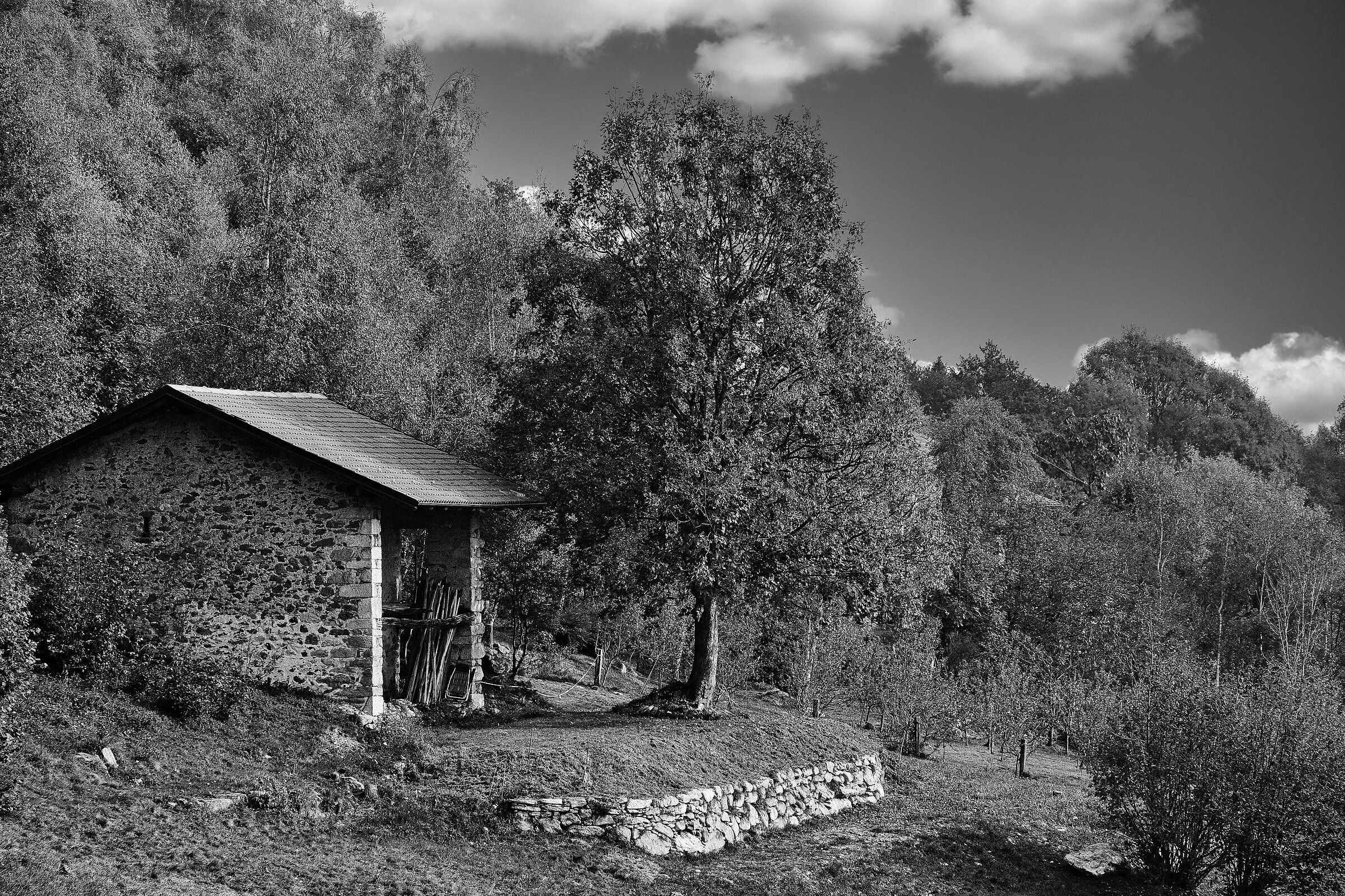 Tra il bosco e l' autunno