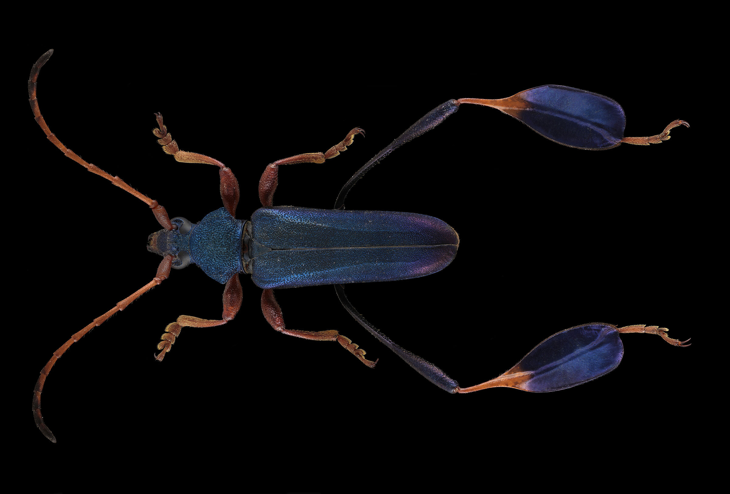 Phyllocnema xanthopelma