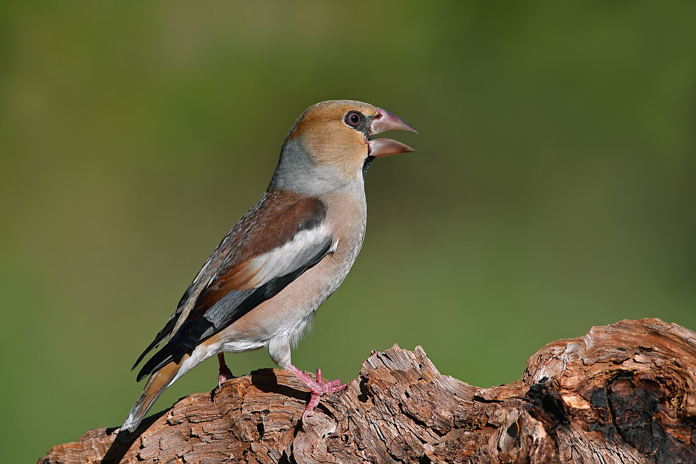 Storie di piume 9  ( Frosone )