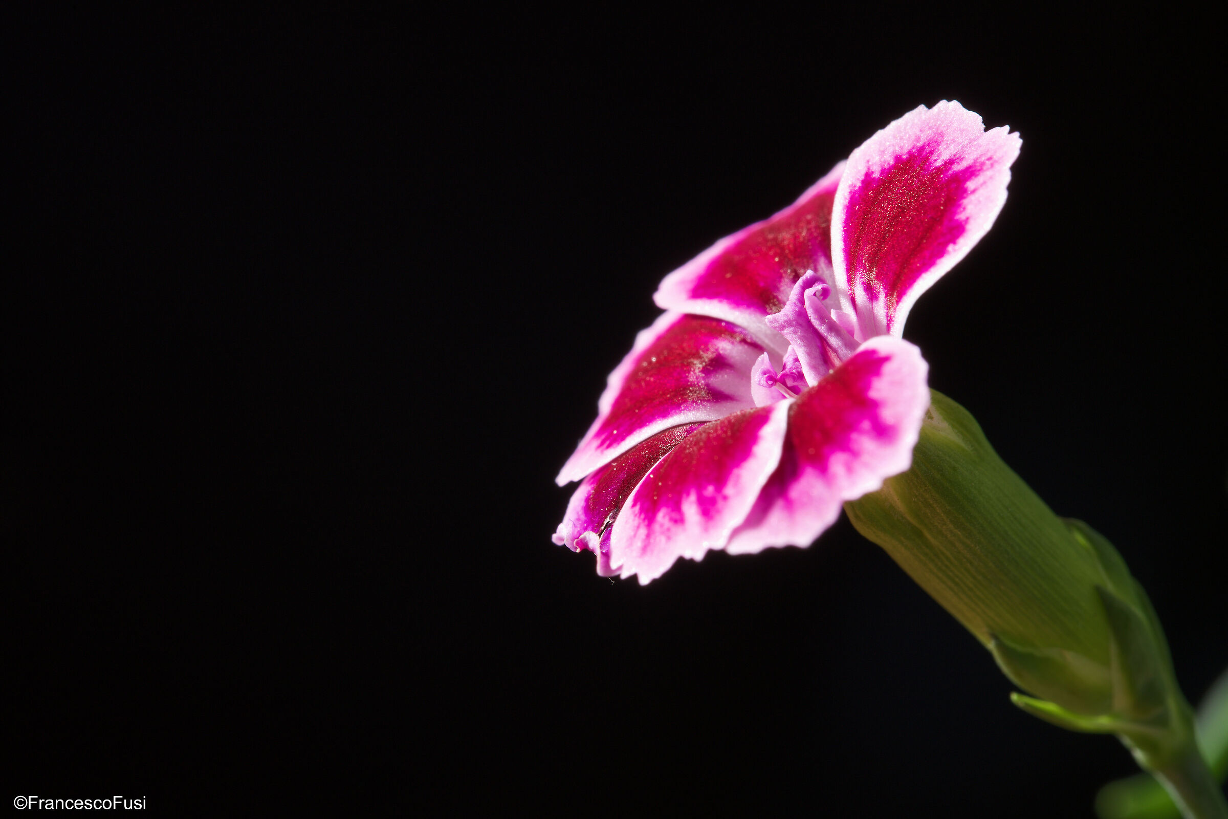 Dianthus