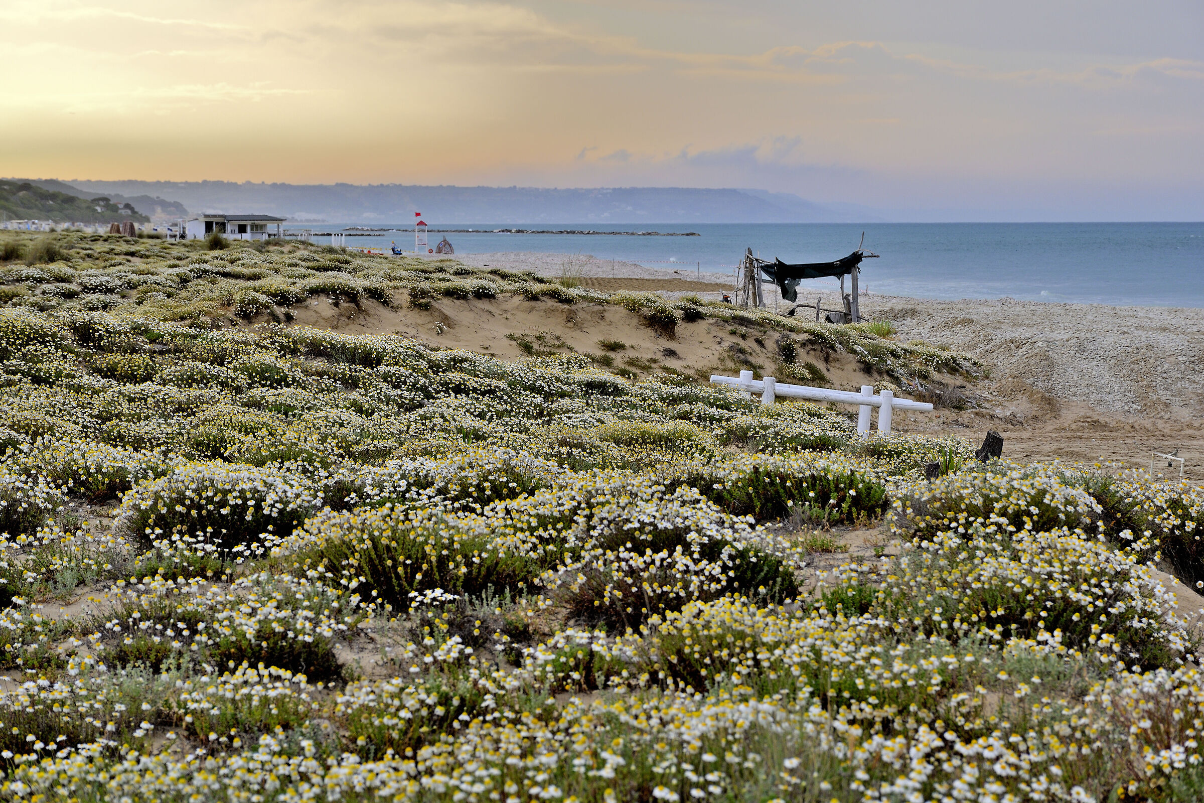Flowering dunes