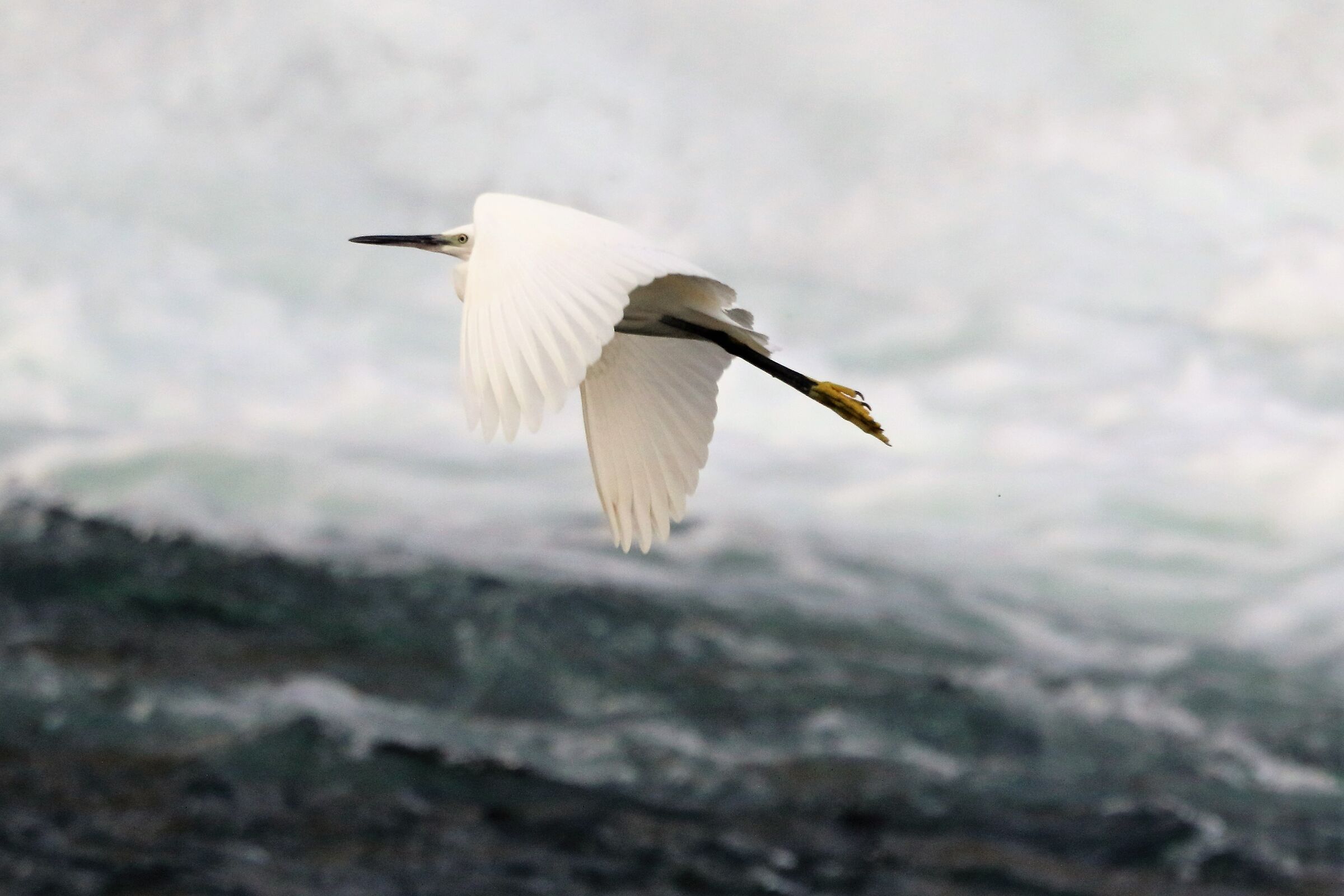 egret