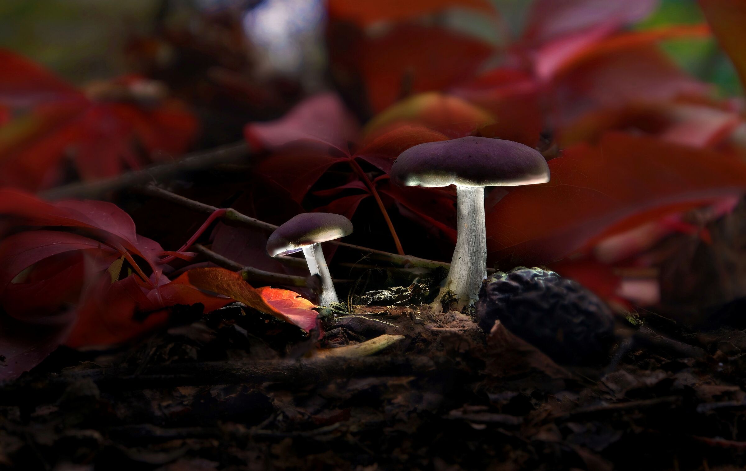 AUTUMN