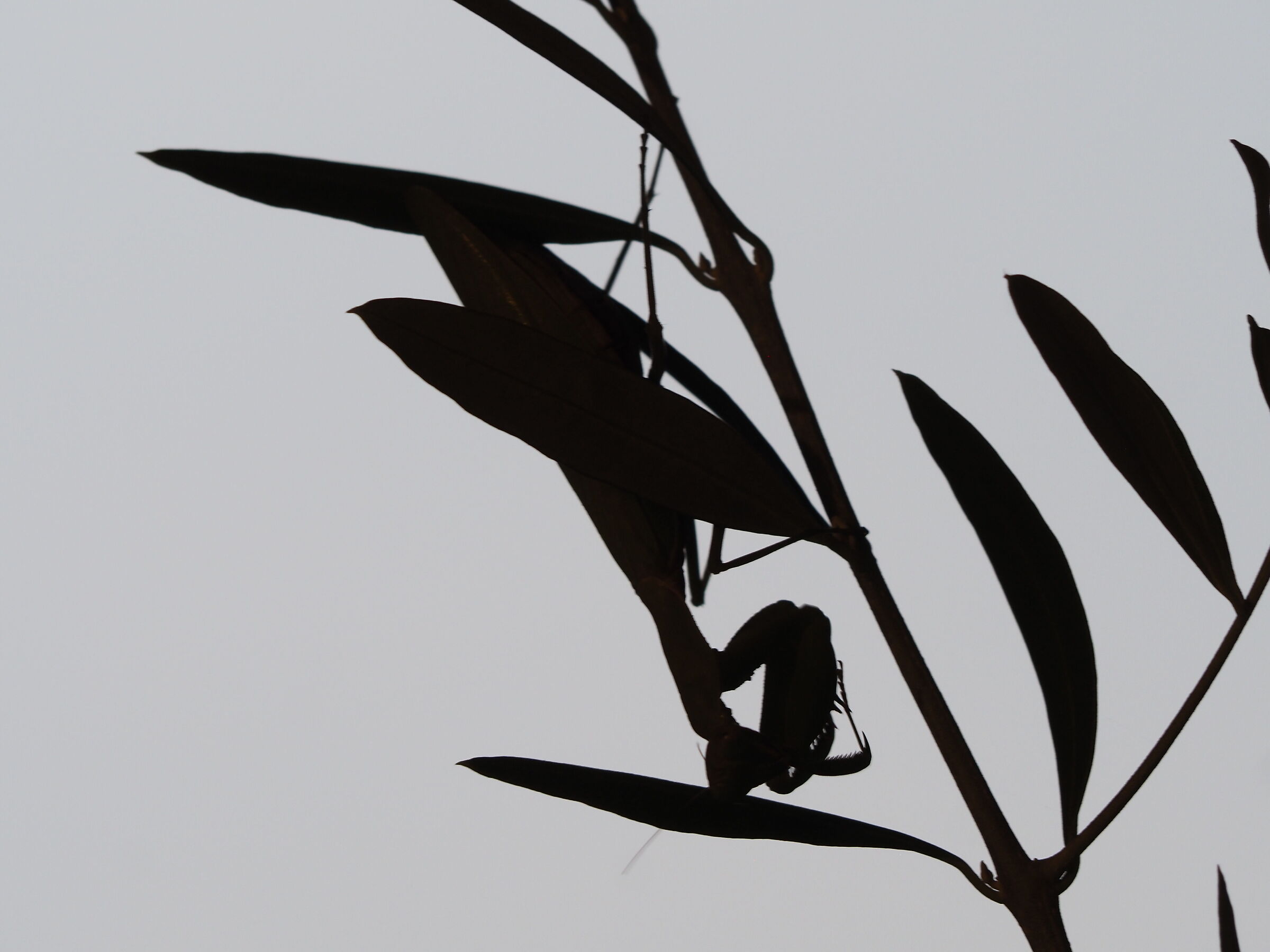 Una silhouette inquietante