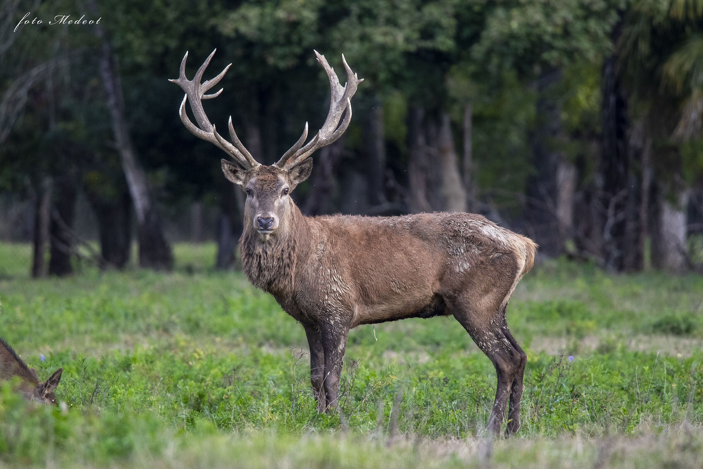 Lo sguardo del cervo