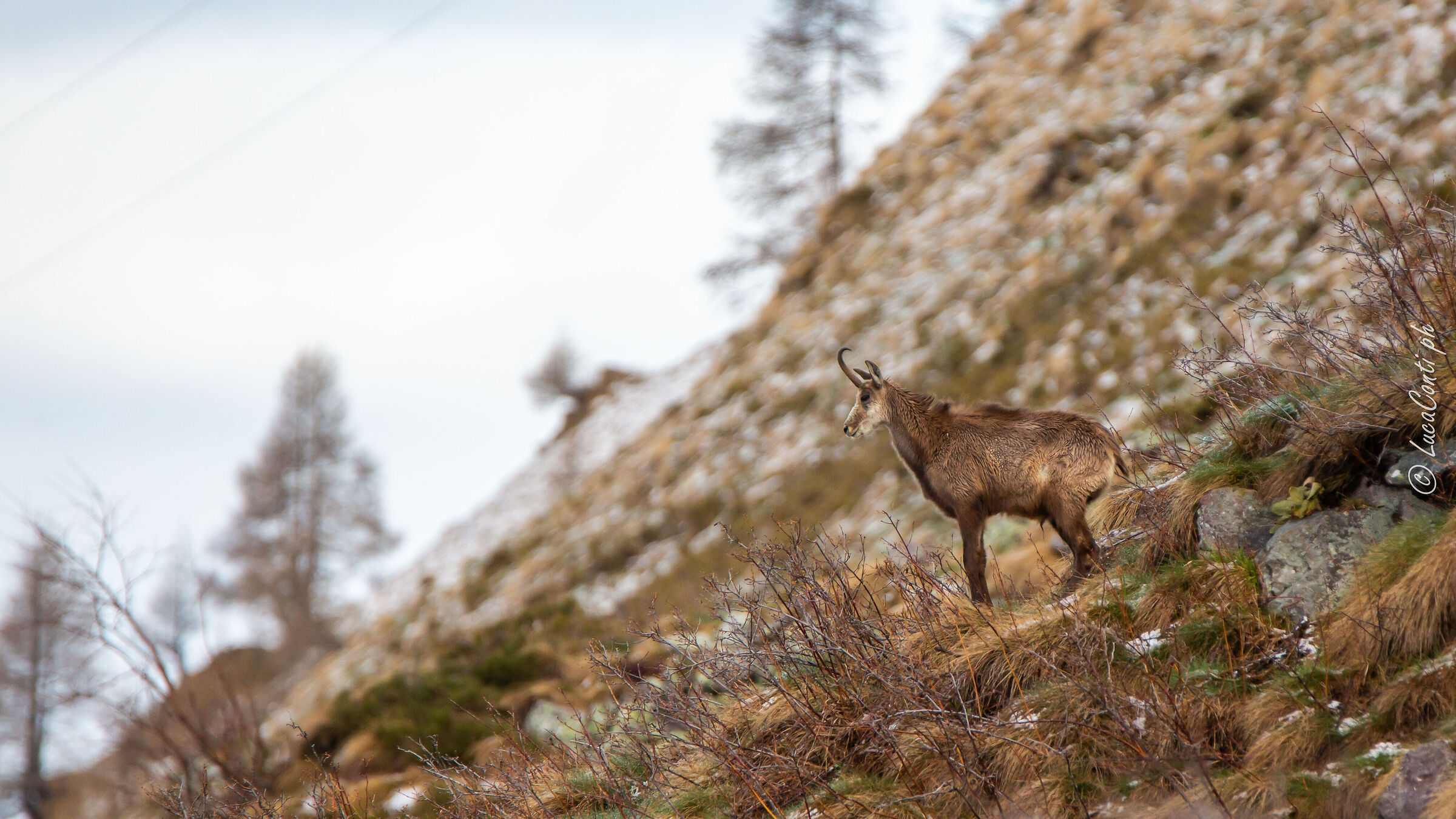 Camoscio Alpino (Valsassina)