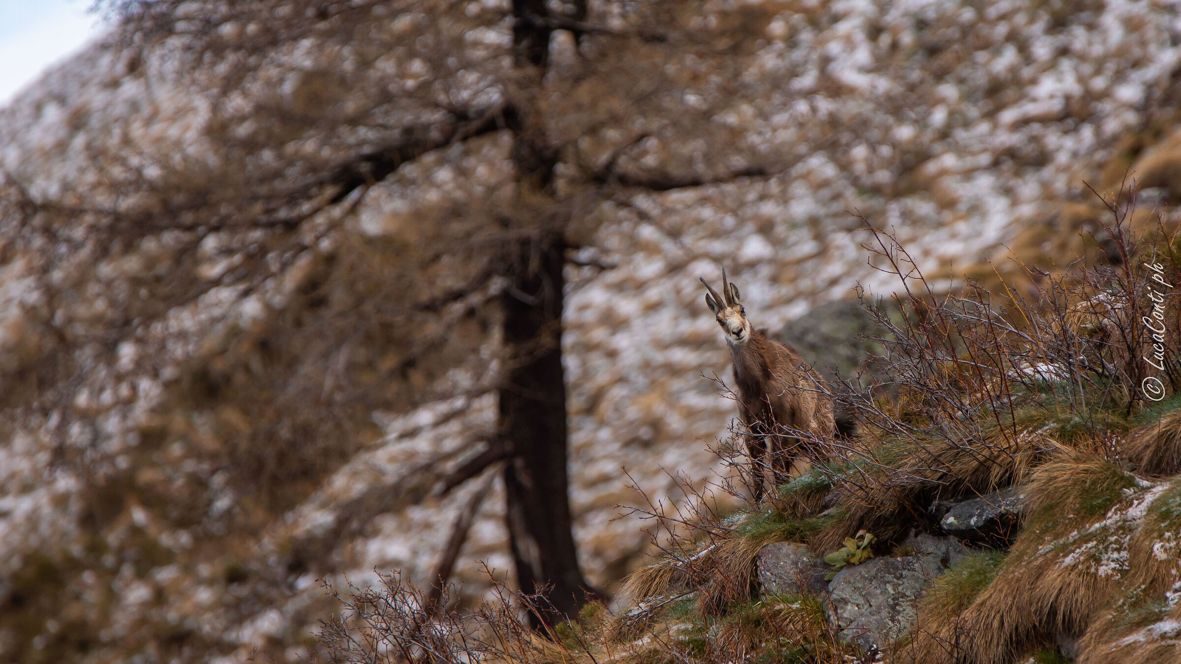 Camoscio Alpino (Valsassina)