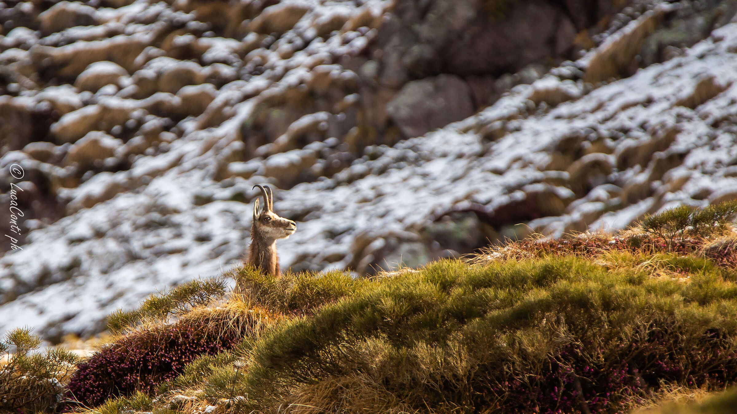 Camoscio Alpino (Valsassina)