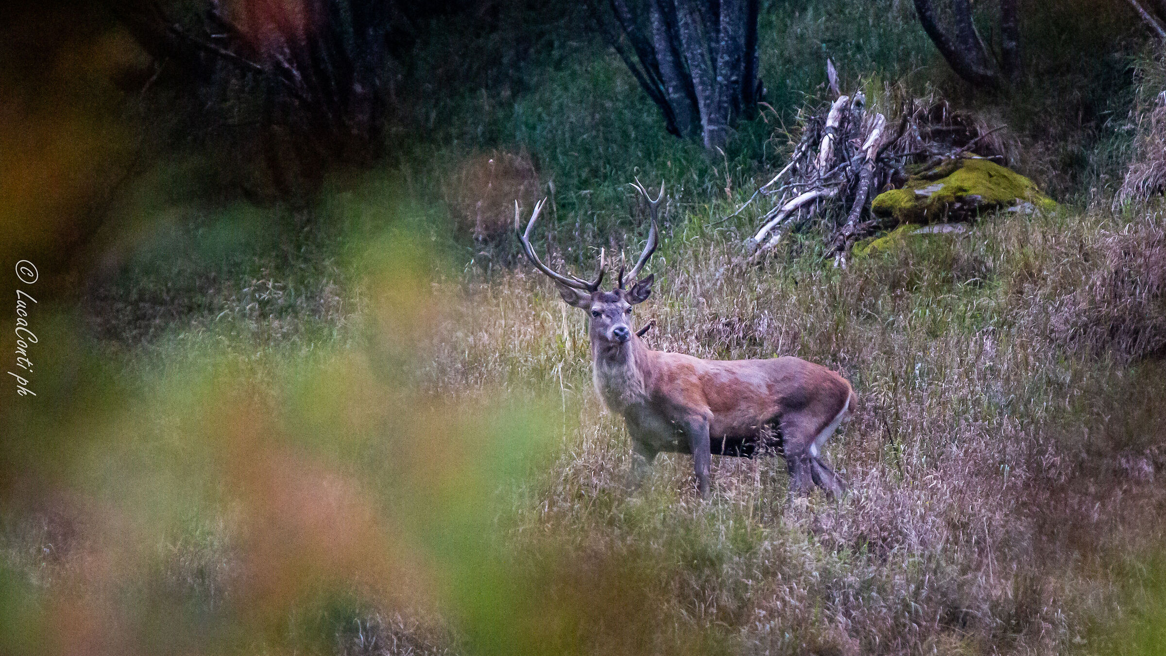 Cervi( Alta Valcamonica )