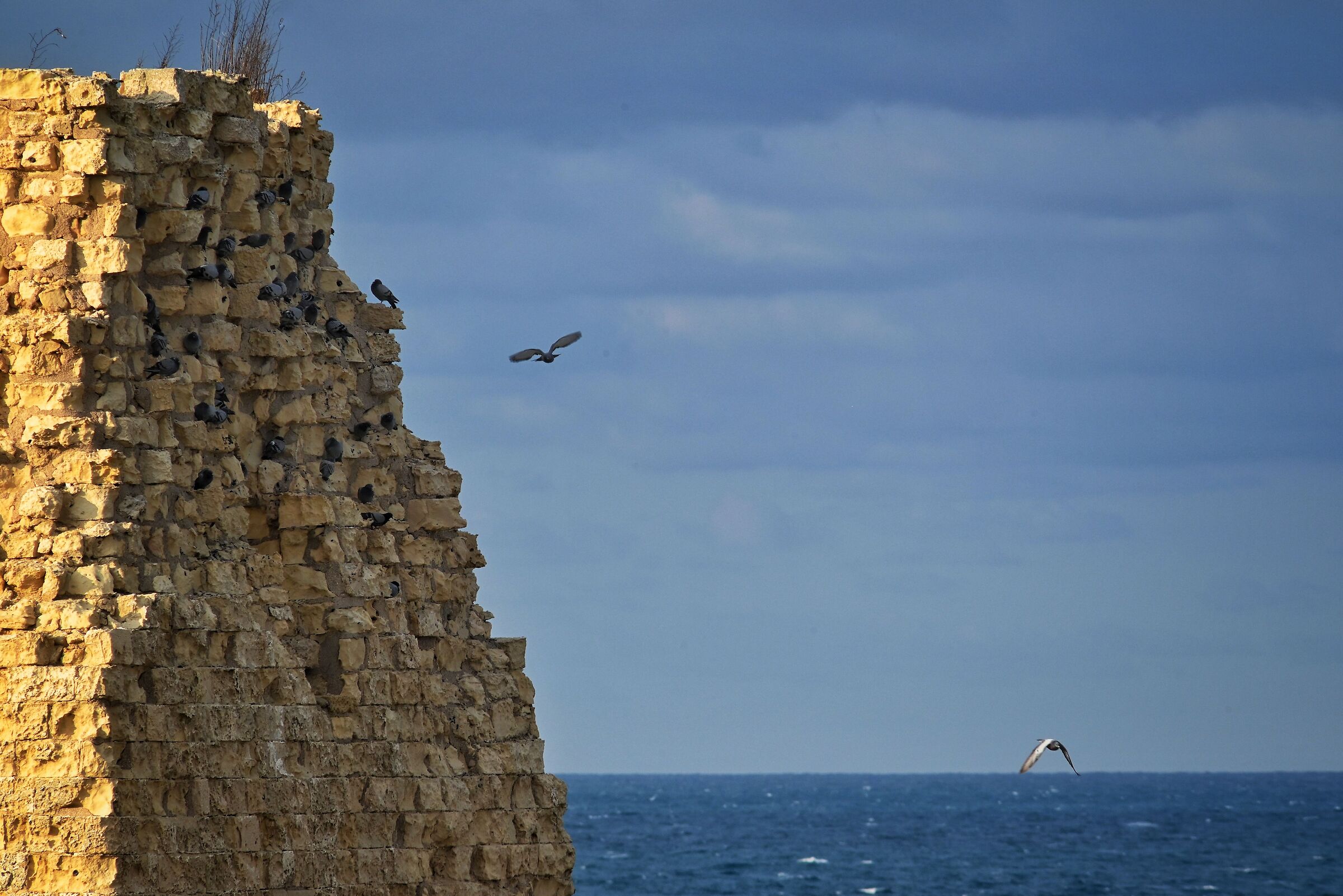 La torre è dei colombi