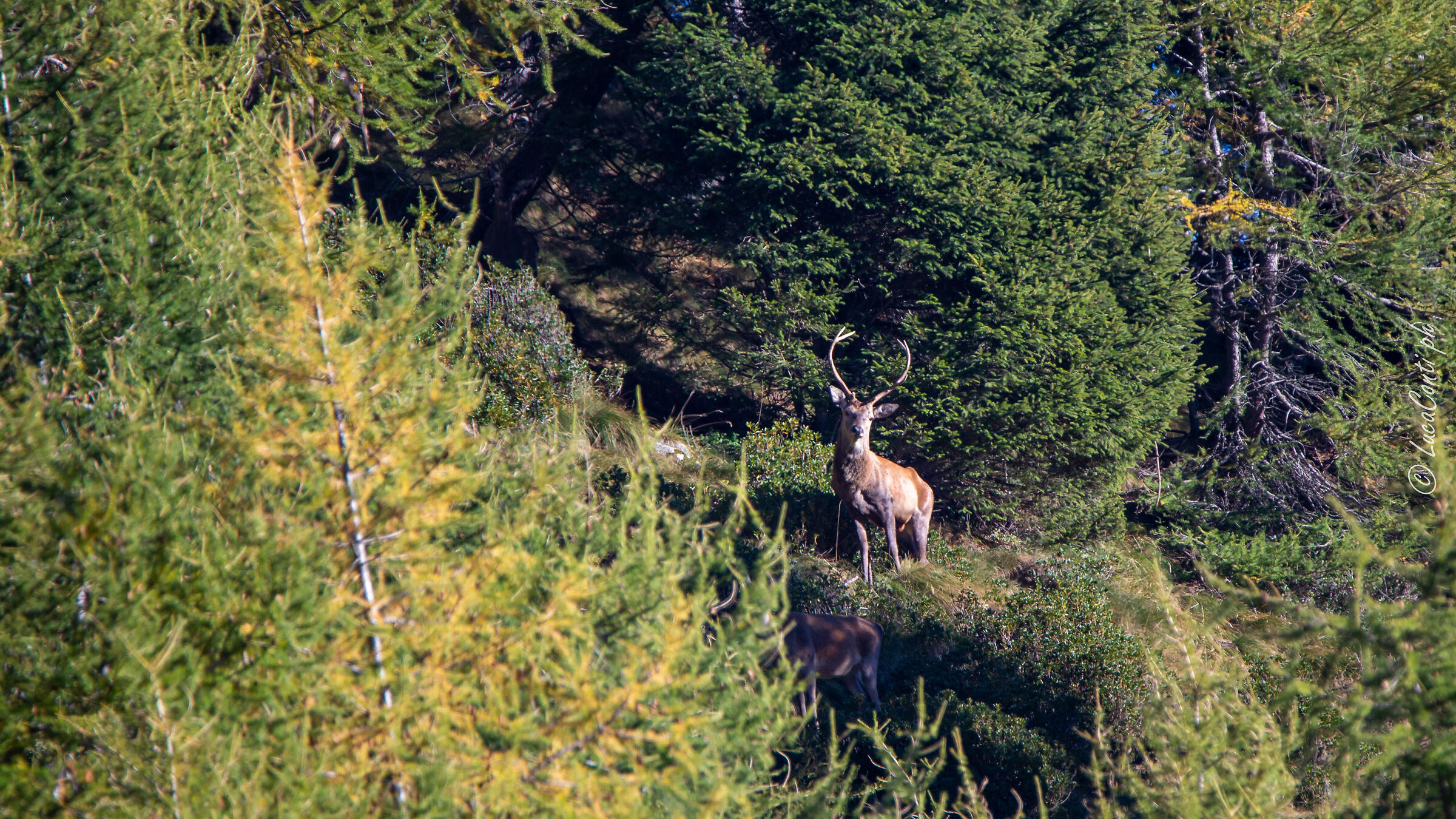Bramito 2021 (Valtellina SO)