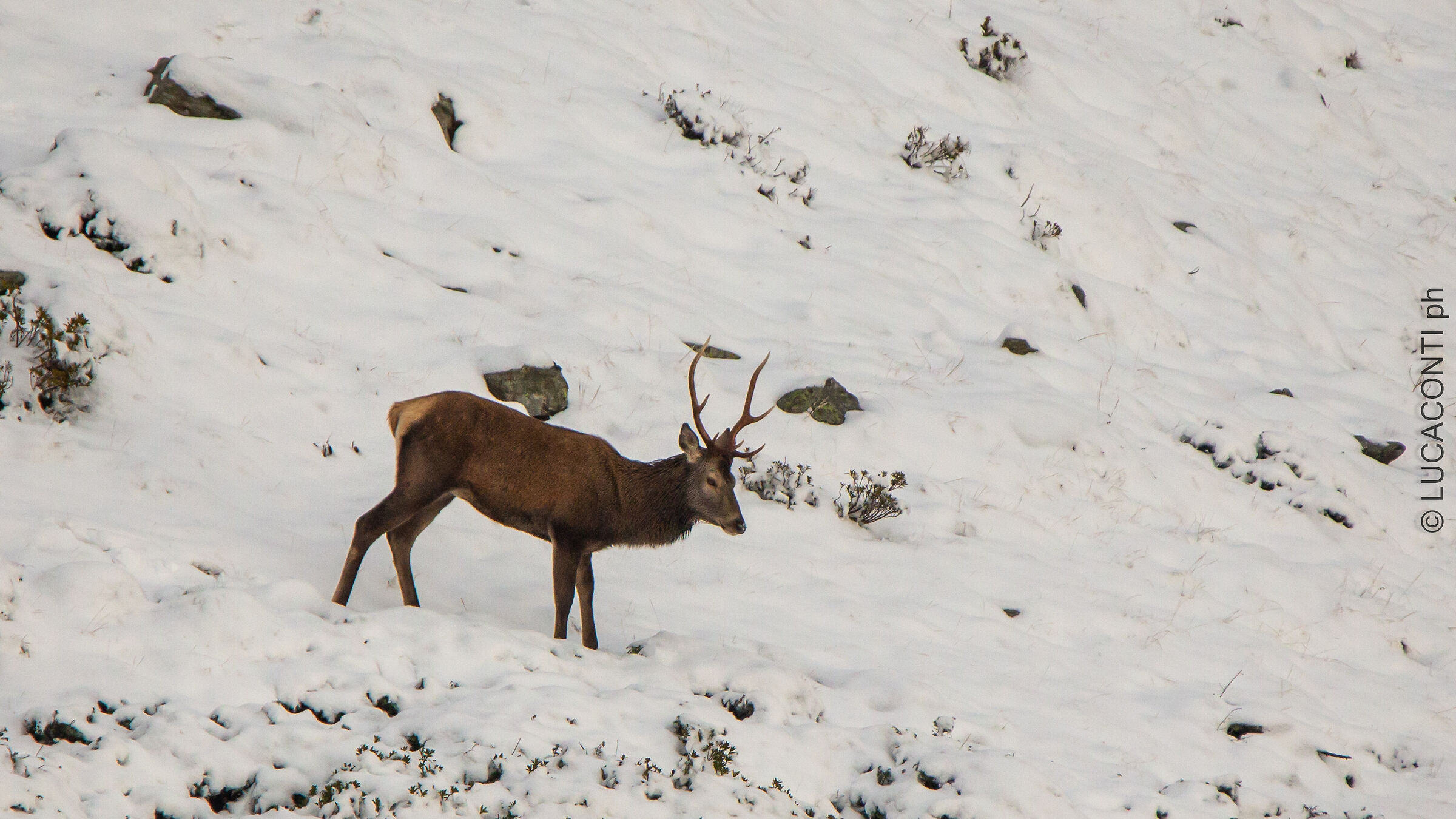 Bramito 2021 (Valtellina SO)