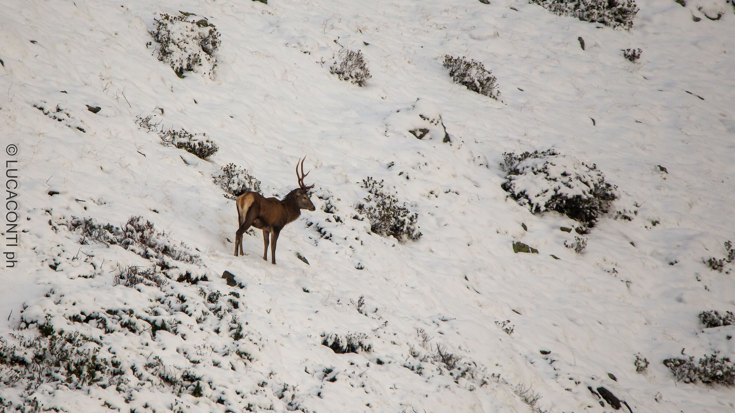 Bramito 2021 (Valtellina SO)