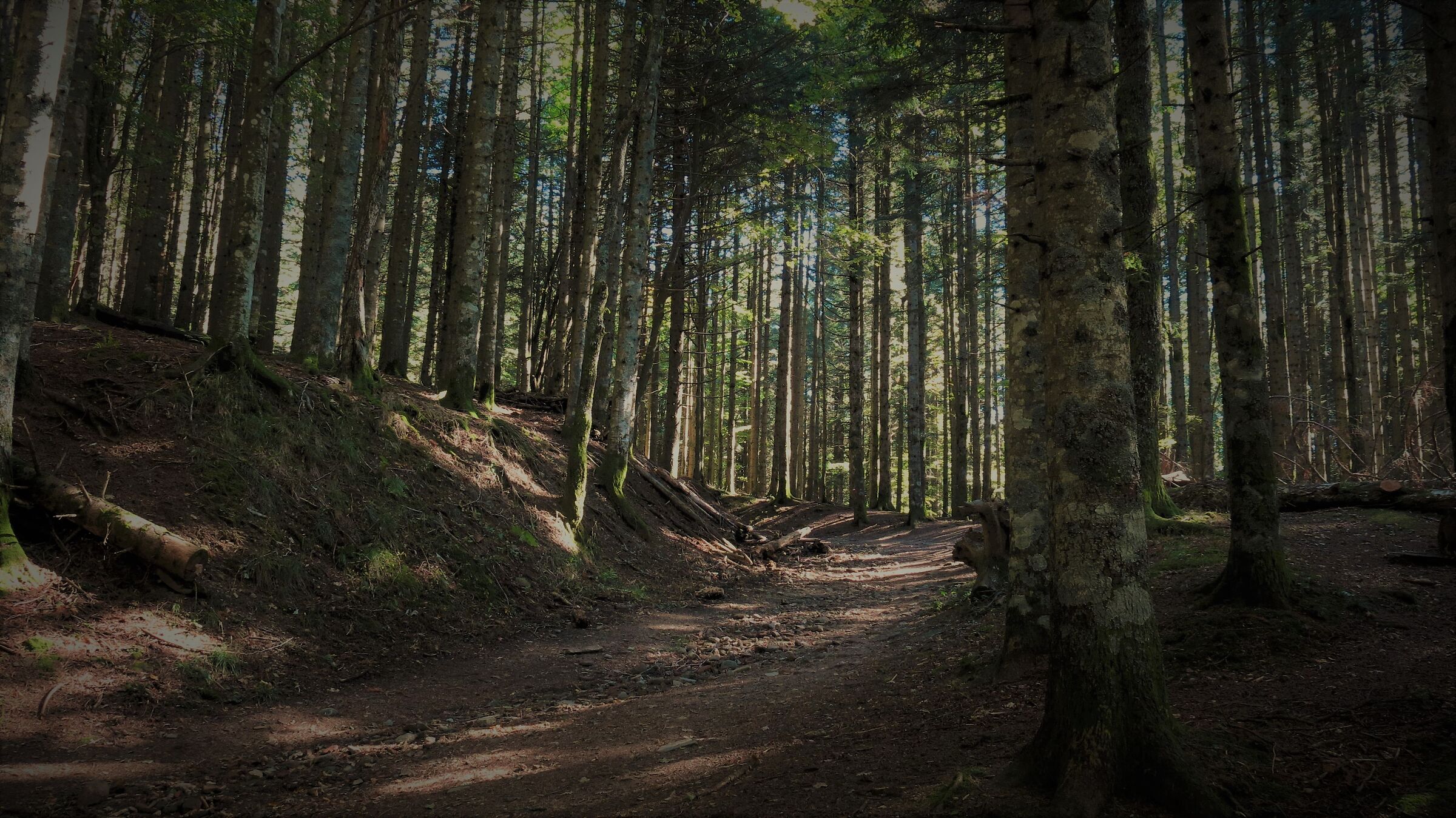 the magic of the casentino forests