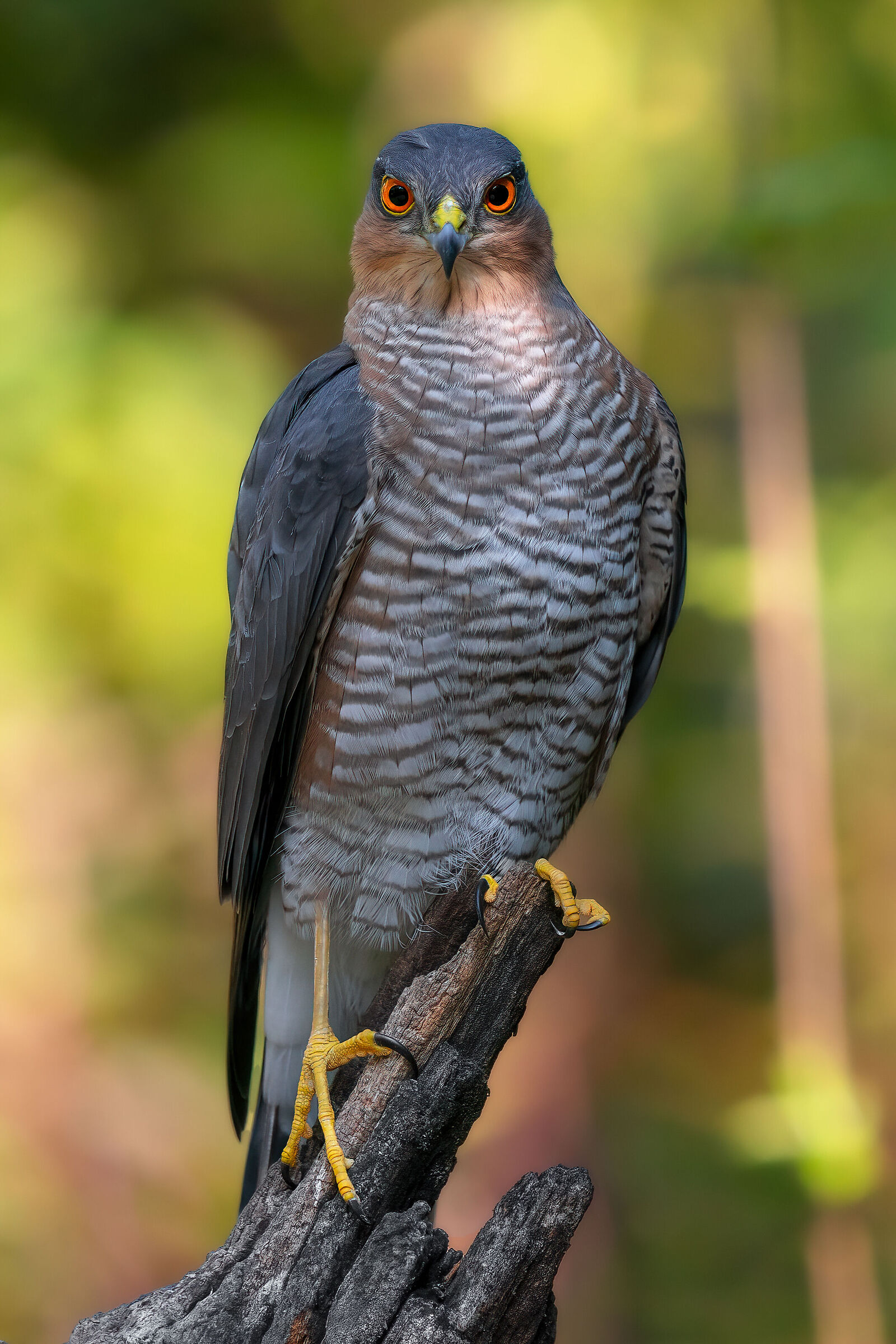 sparrowhawk