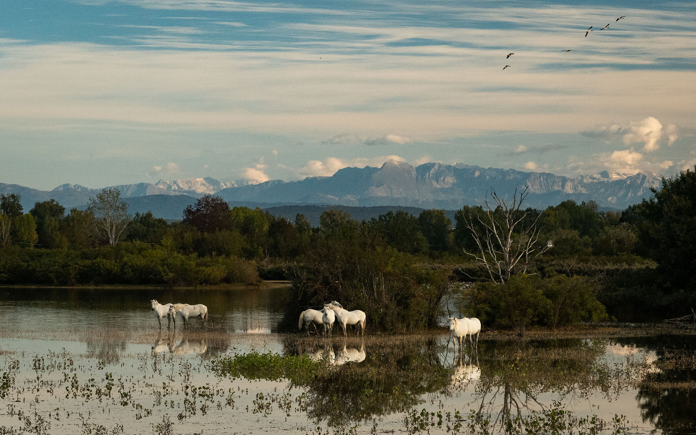 The horses of the island of the cona