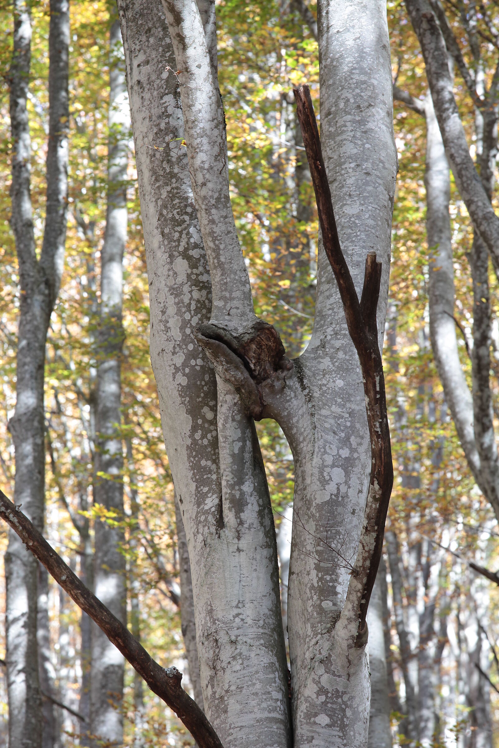 L'autunno è uno stato d'animo, o una stagione...