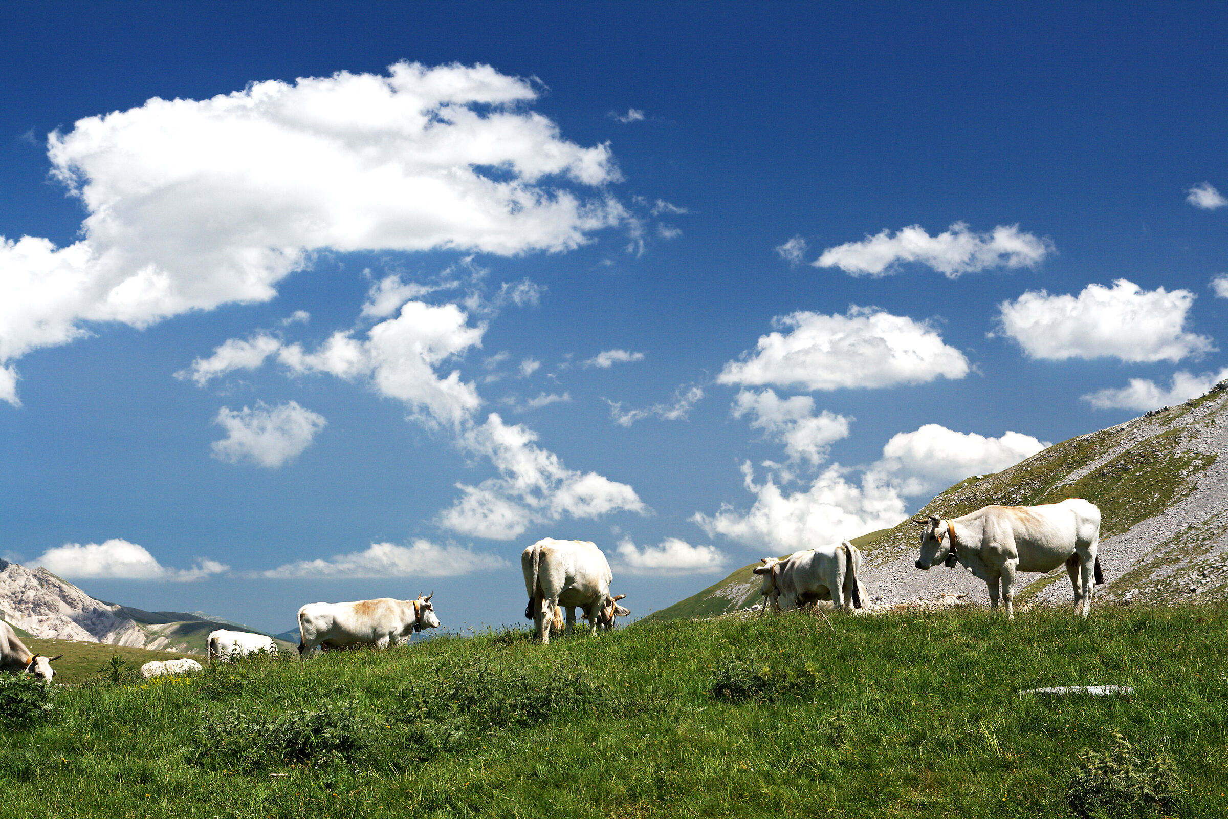 Senza Titolo