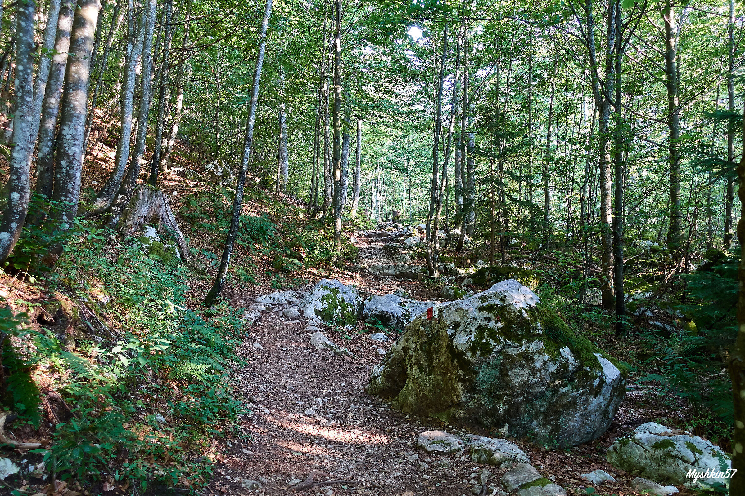 Nella faggeta verso lo Zacchi