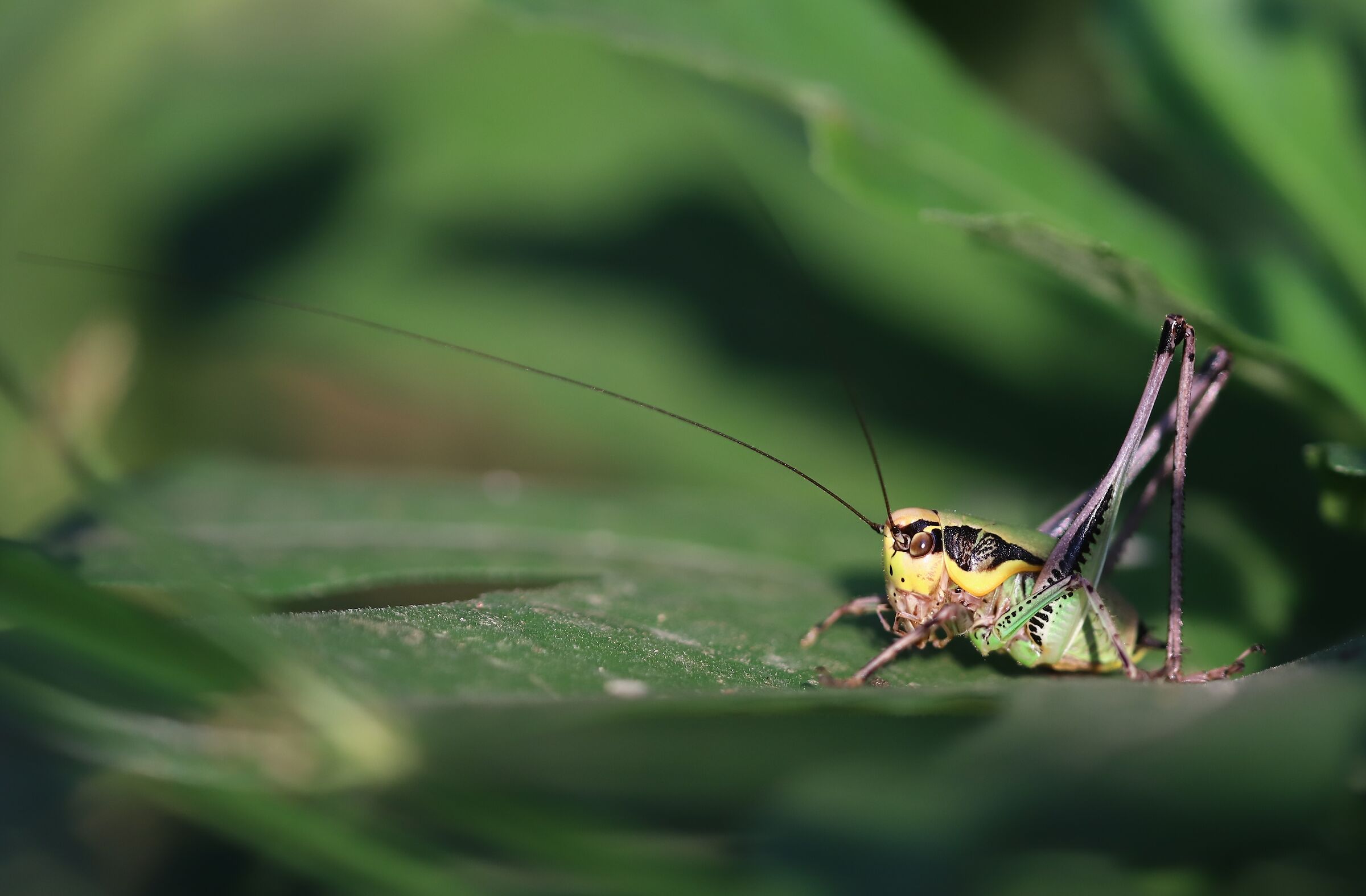 Eupholidoptera chabrieri