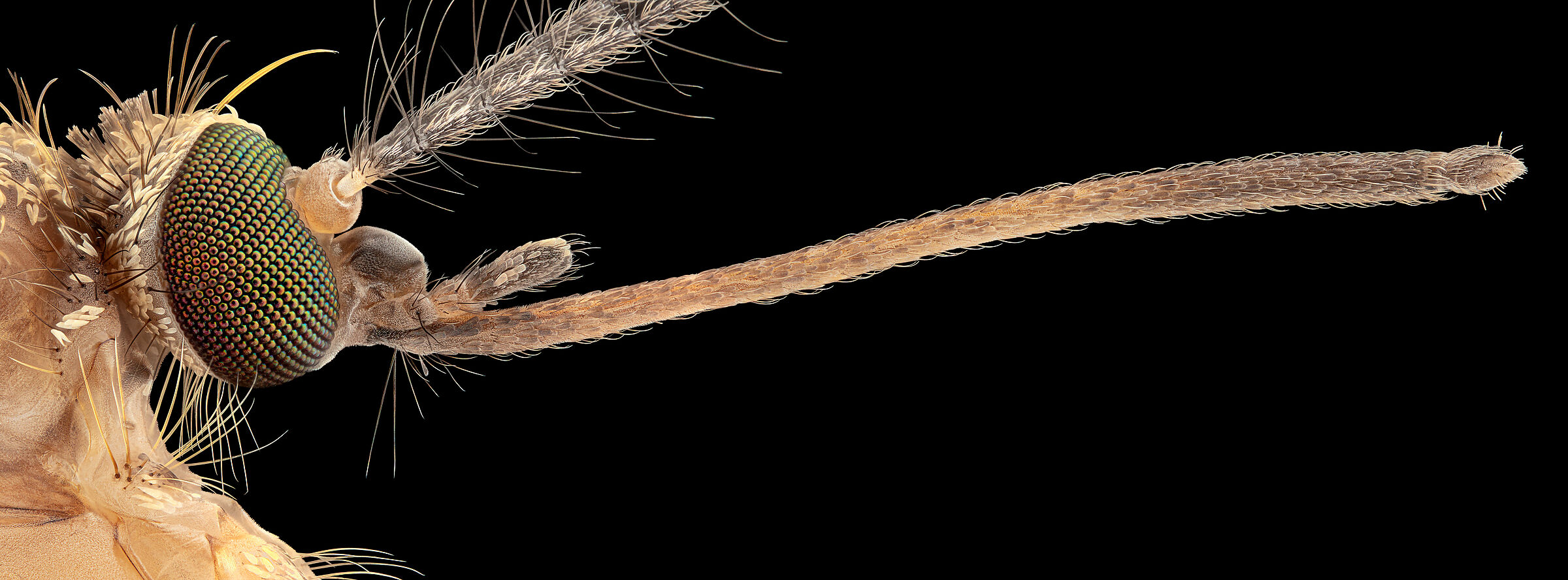 Ritratto di zanzara (Culex pipiens)