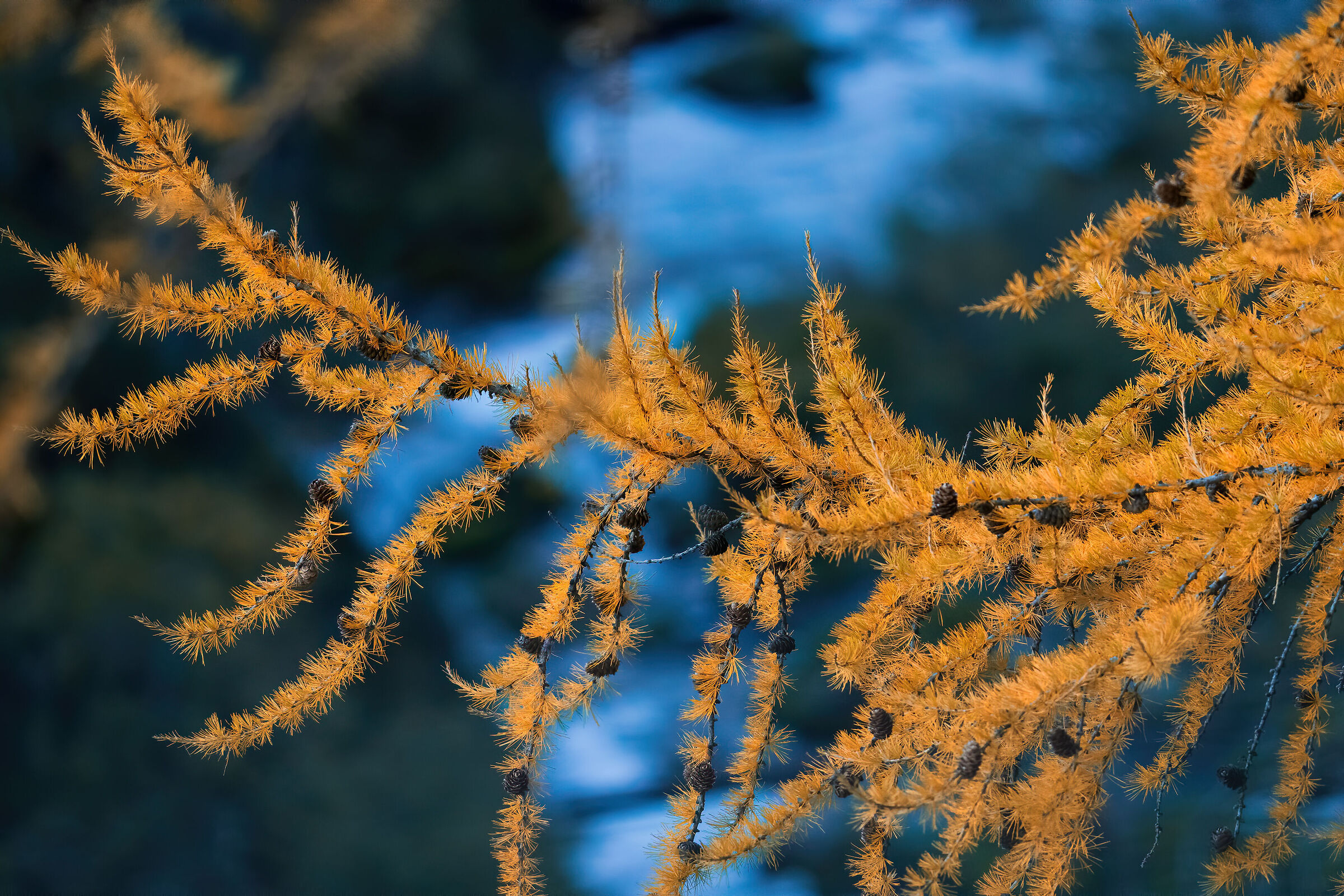 Larch in autumn