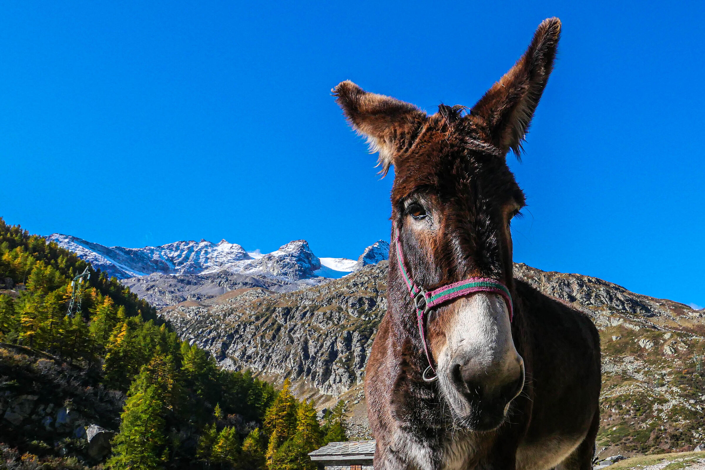 Donkey on the Gran Pardiso