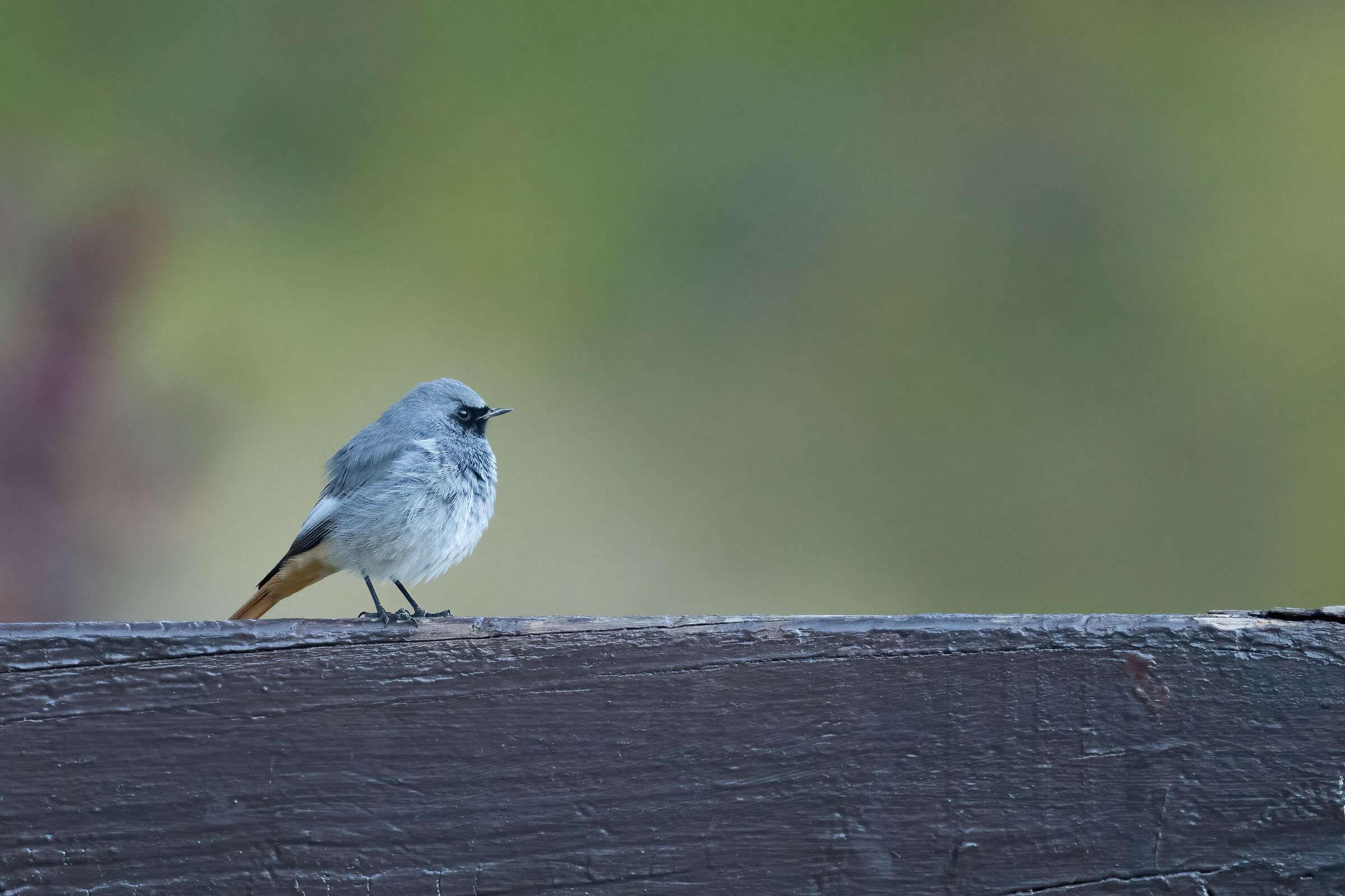 Codirosso sulla panchina di Crampiolo