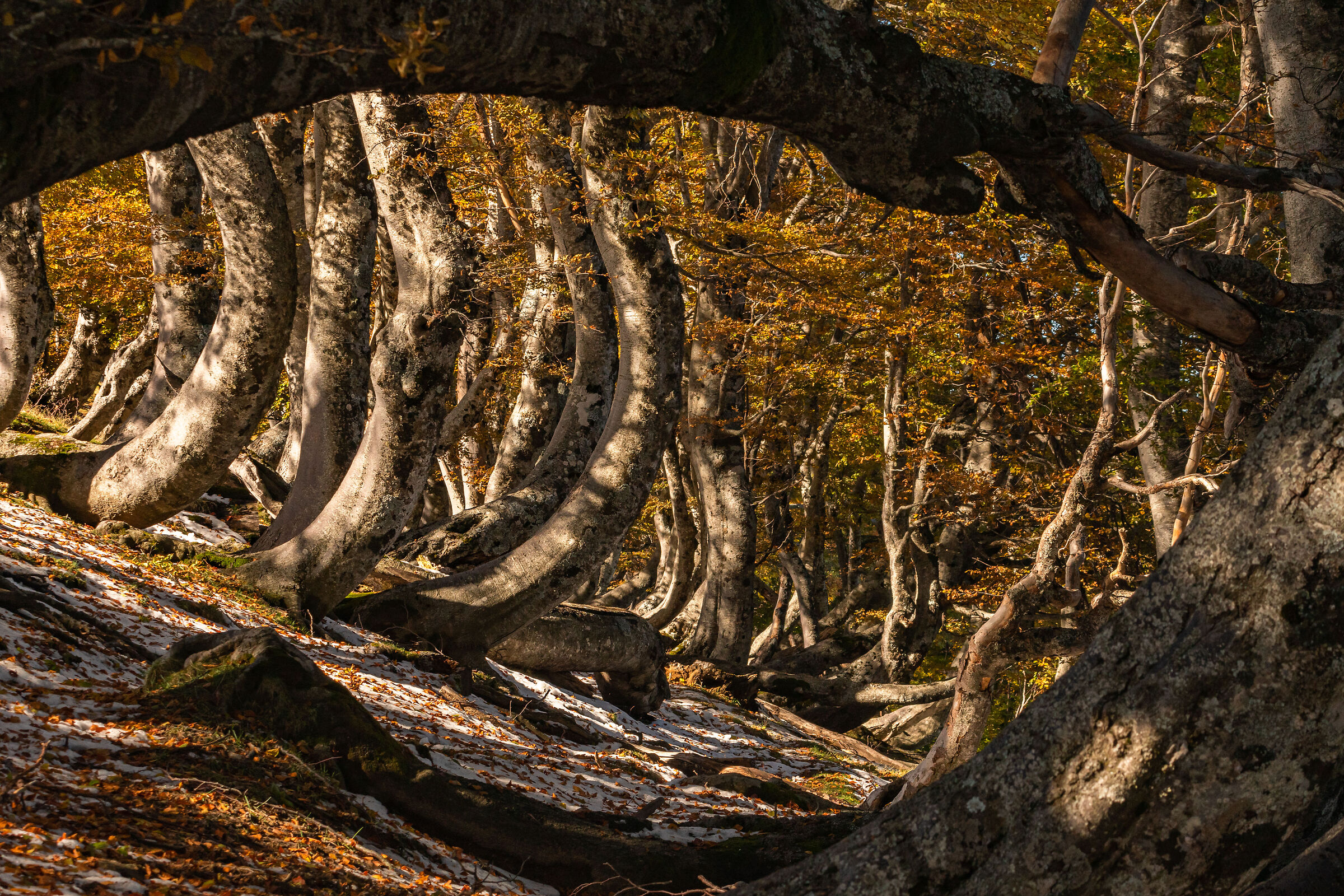 An eye in the beech forest