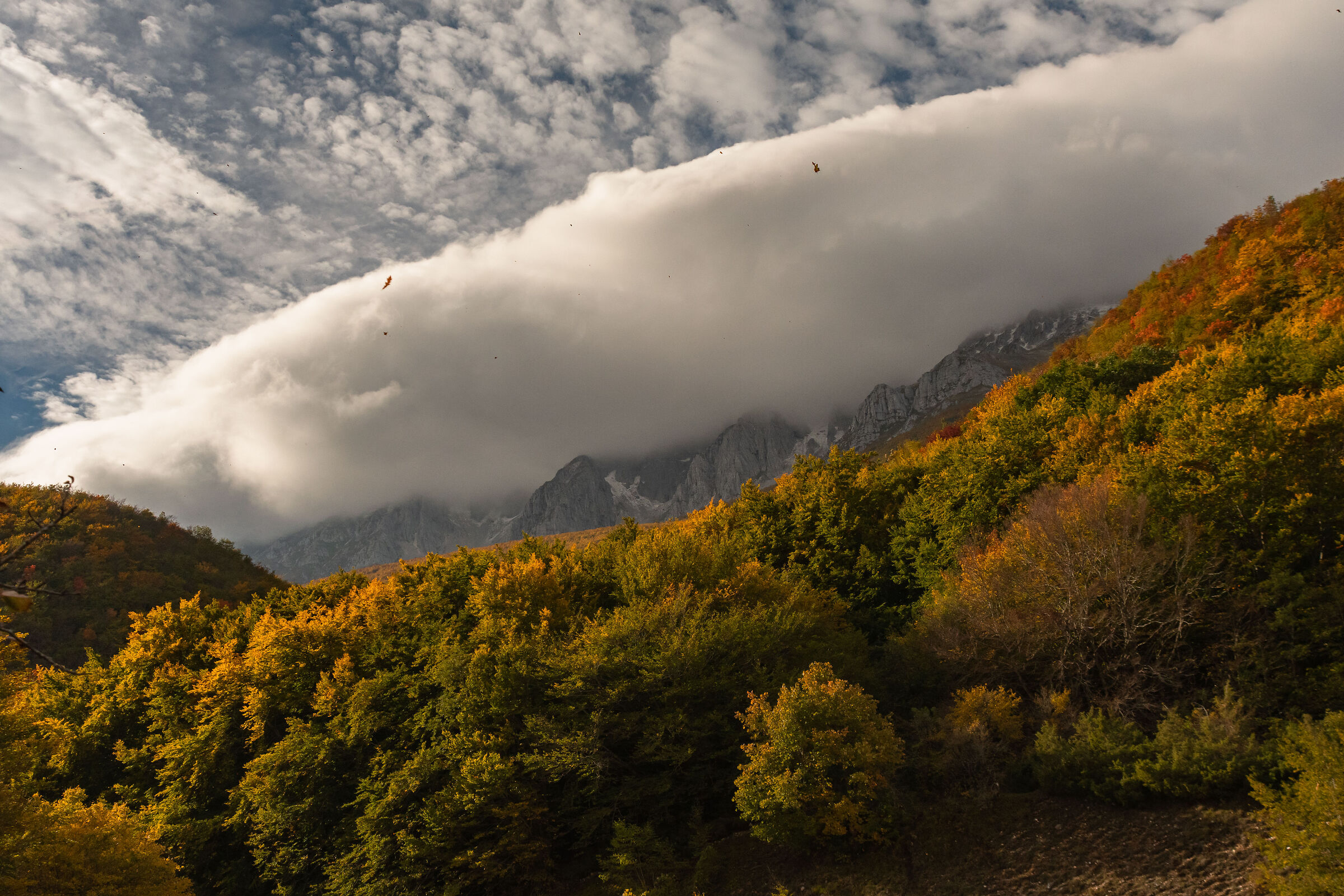 Autumn wind among the fronds of the Sirente
