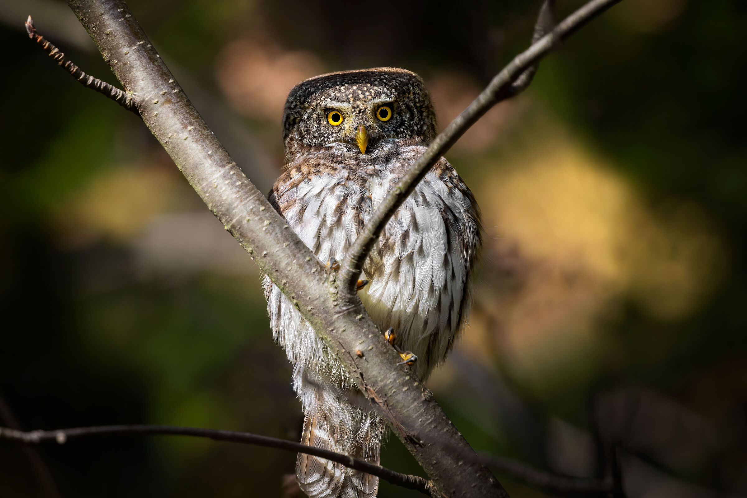 Baciata dall'ultimo sole