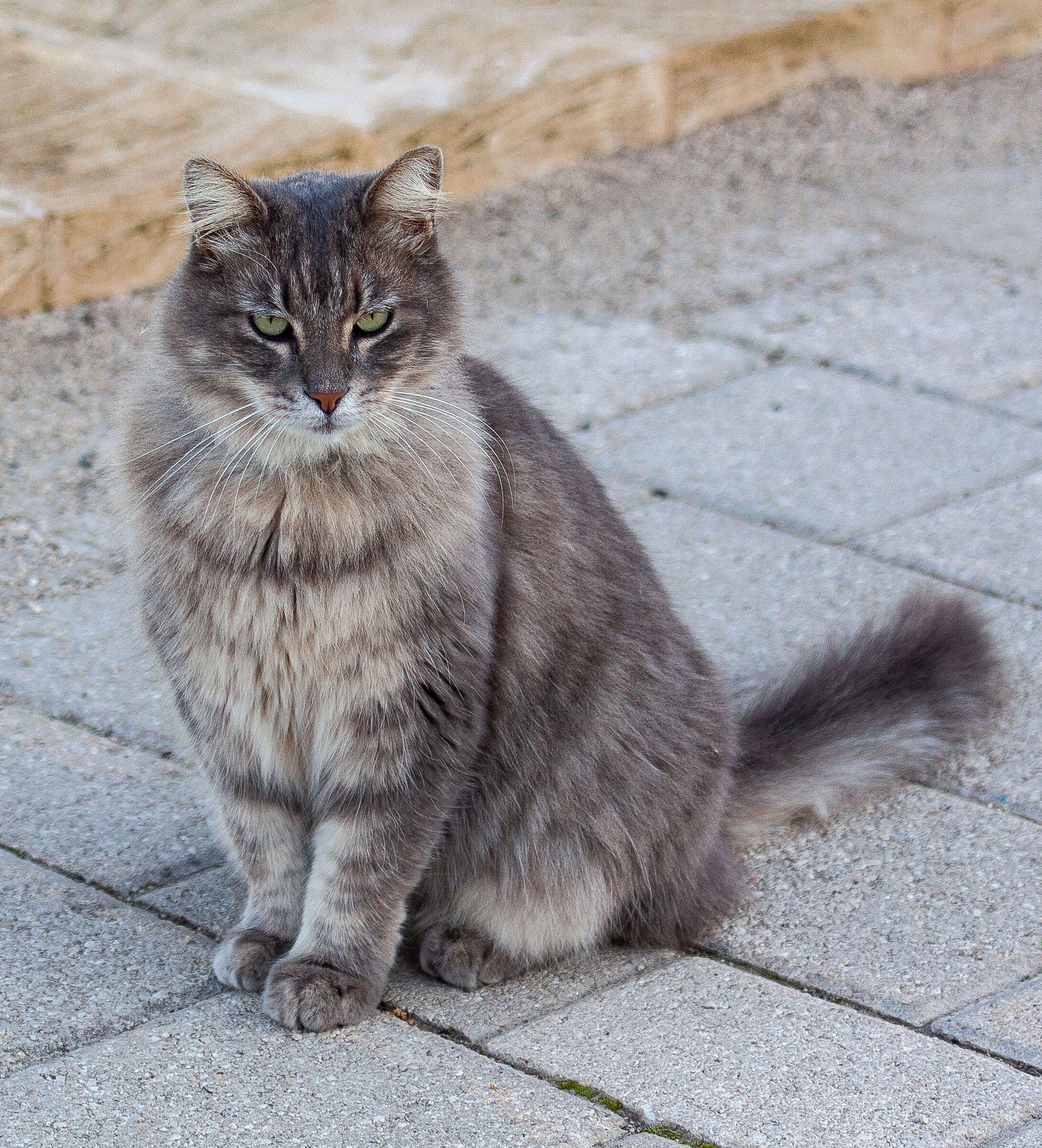 Una modella occasionale