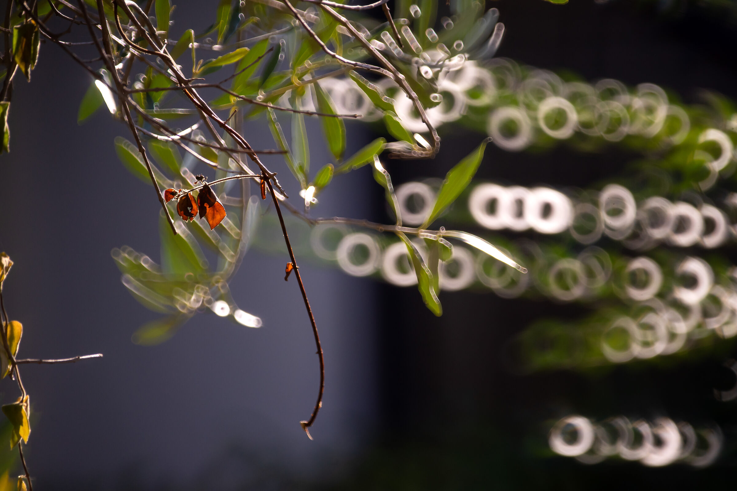 TAMRON SP 55B - TEST