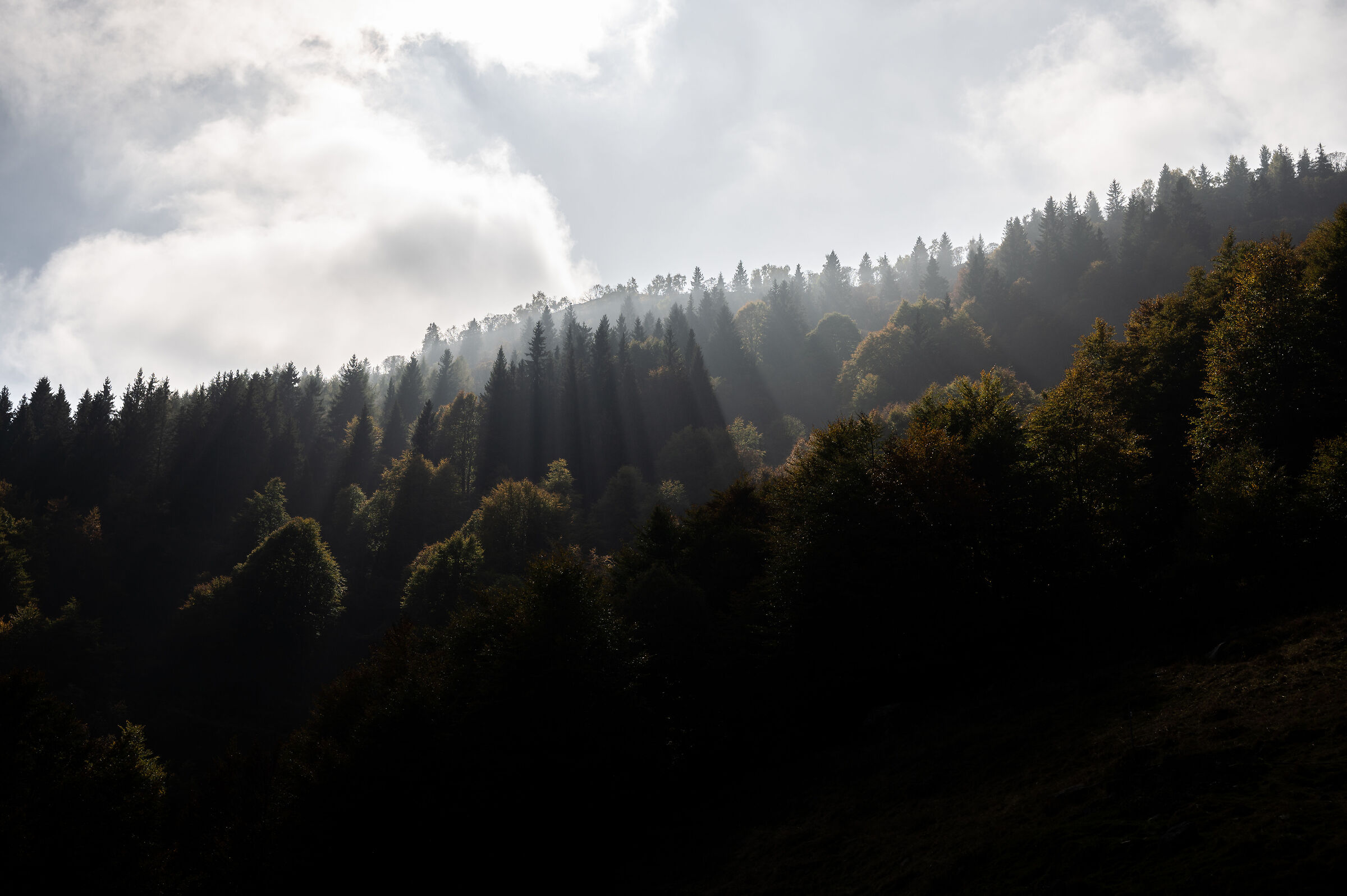 Oasi Zegna - Bosco del sorriso (October 2021)