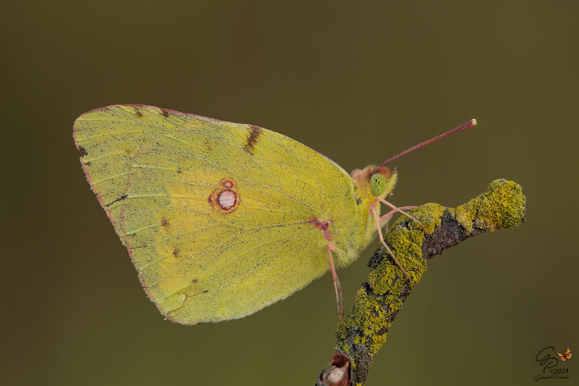 Anche sciupata.....è sempre bella