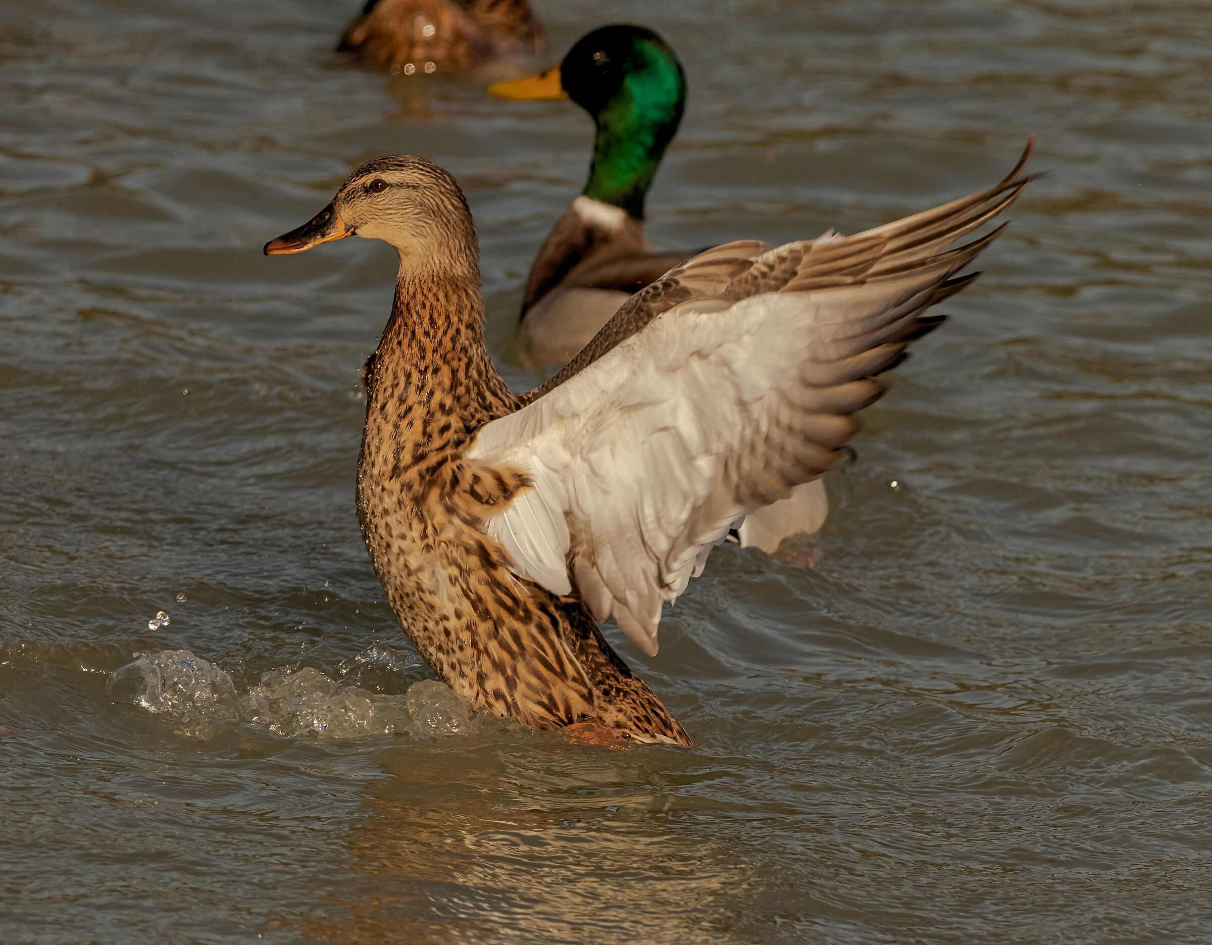 Duck Mallard female acrobat 14/10/2021