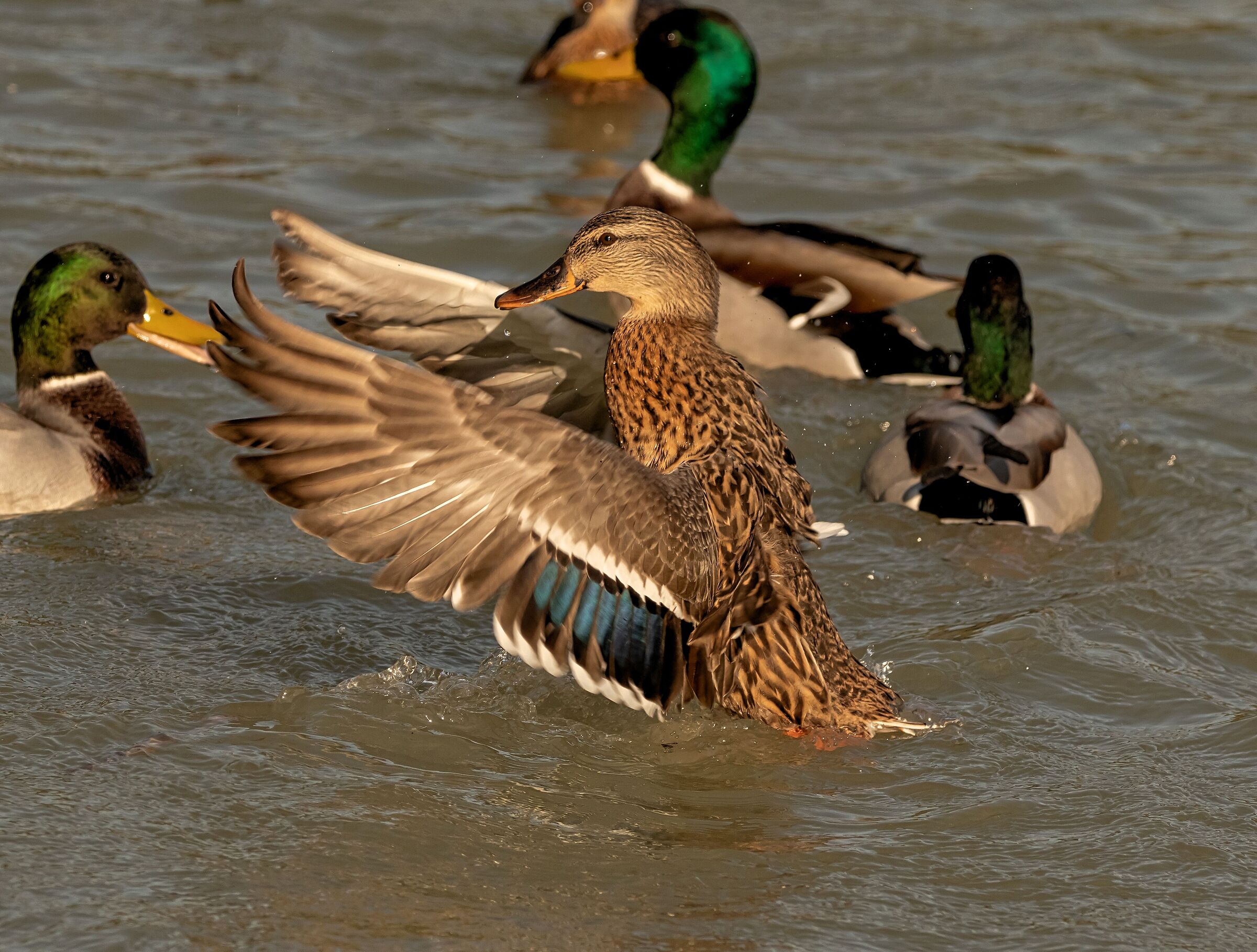 Anatra Germano Reale femmina acrobata 14/10/2021