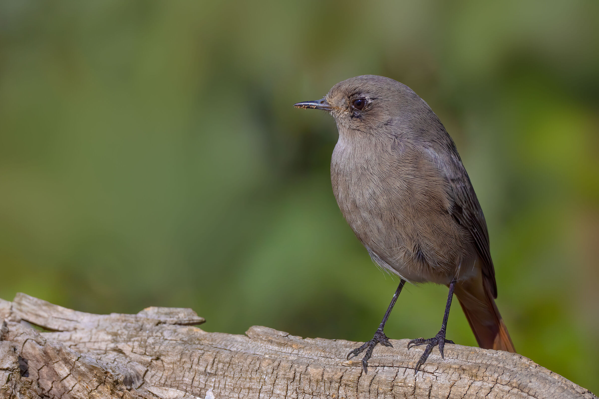Codirosso spazzacamino (f)