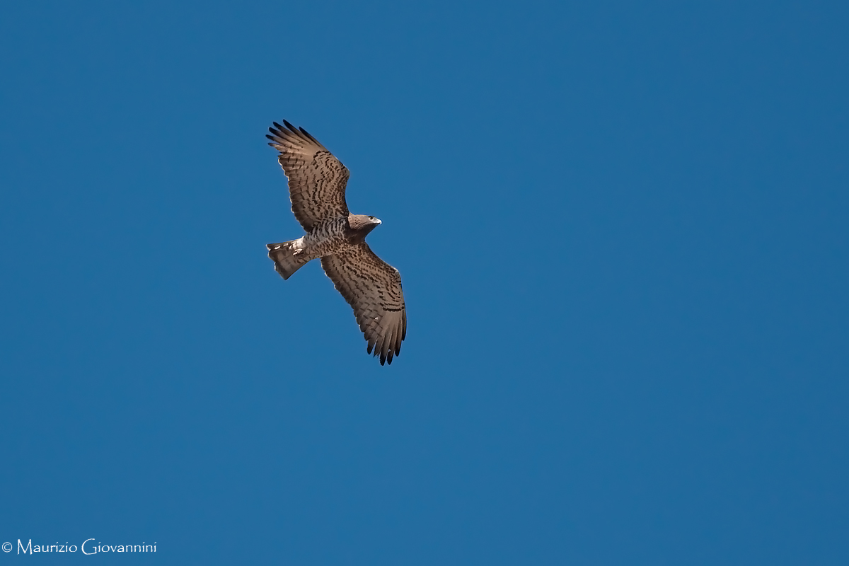 Biancone (Circaetus gallicus)