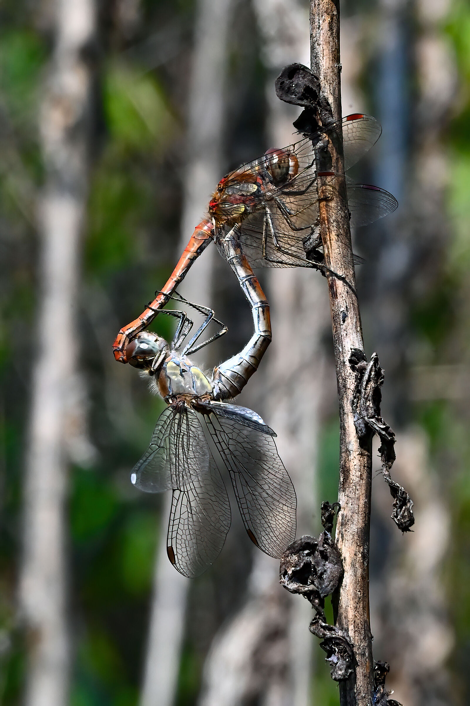 Sympetrum striolatum