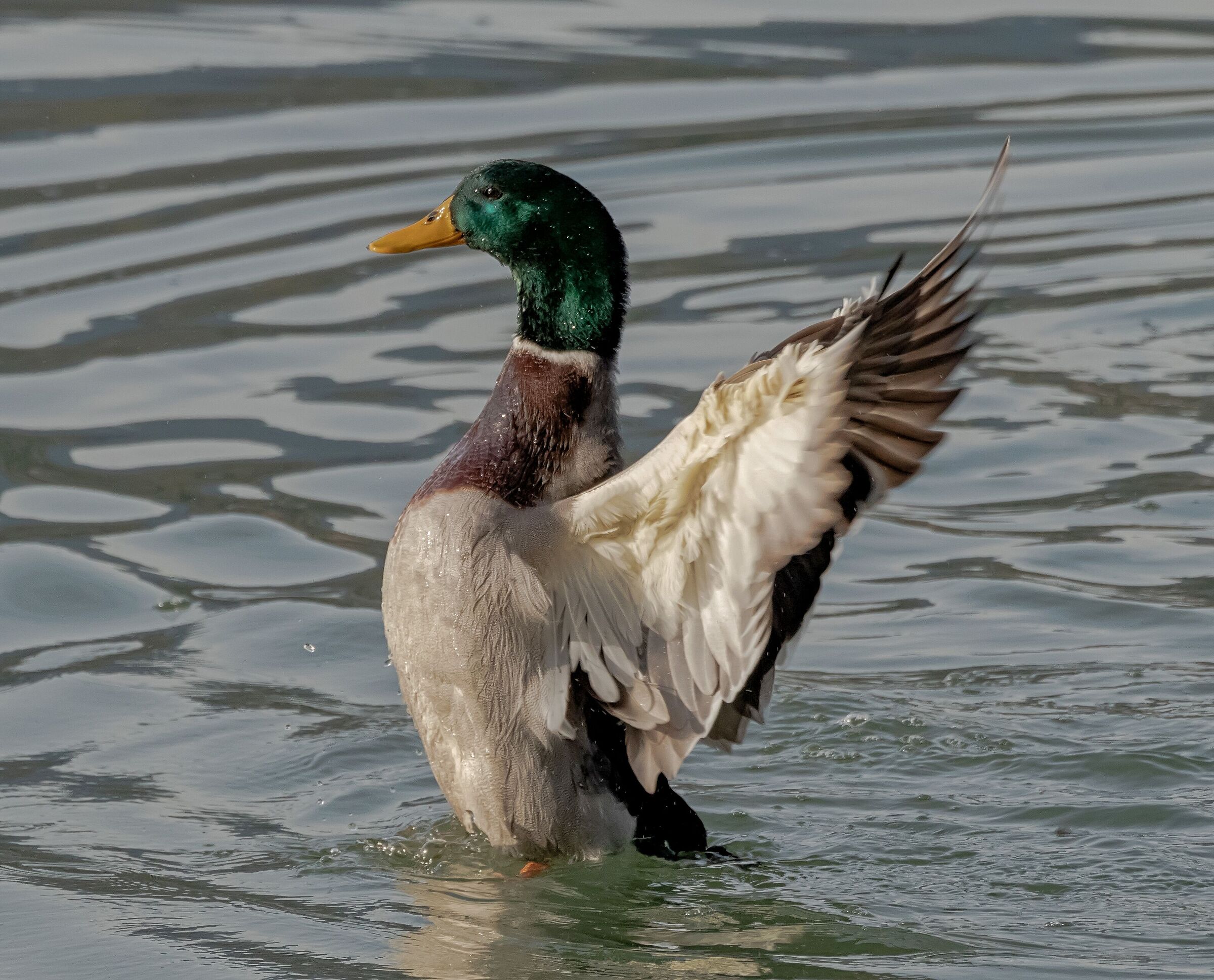 Anatra Germano Reale maschio acrobata 29/10/2020