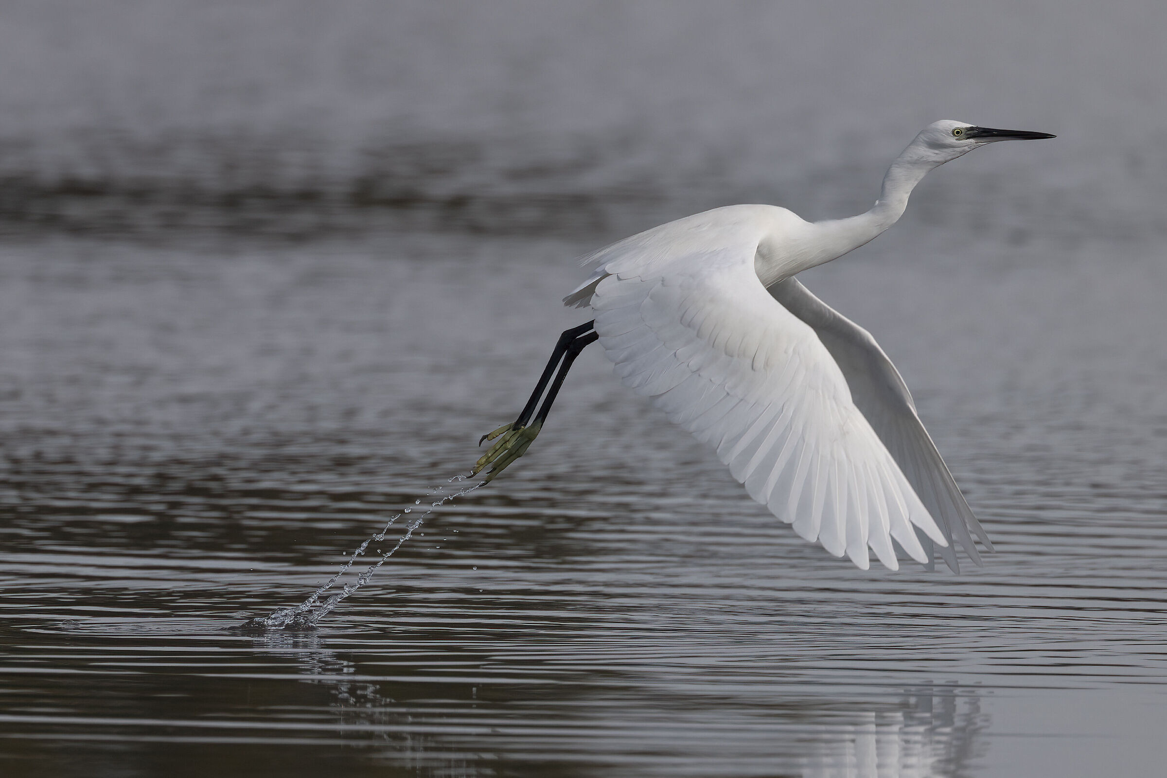 Garzetta Attaccata da Gabbiano Roseo