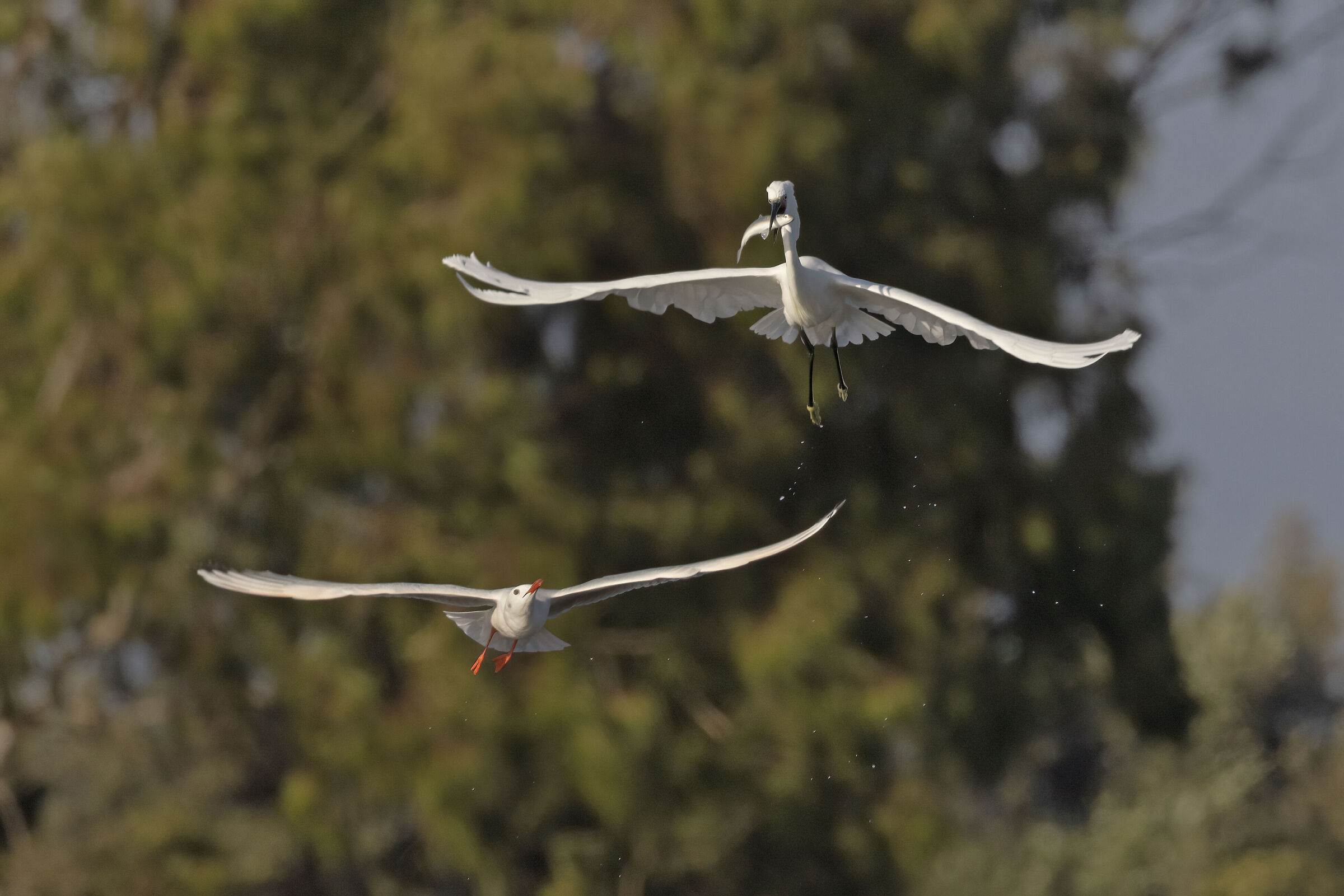 Garzetta Attaccata da Gabbiano Roseo